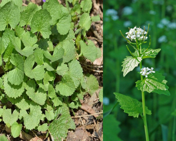 Garlic mustard (Alliaria petiolata)