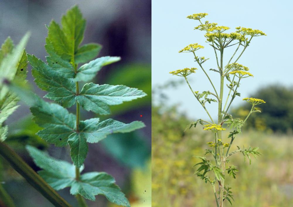 Poison/wild parsnip (Pastinaca sativa)
