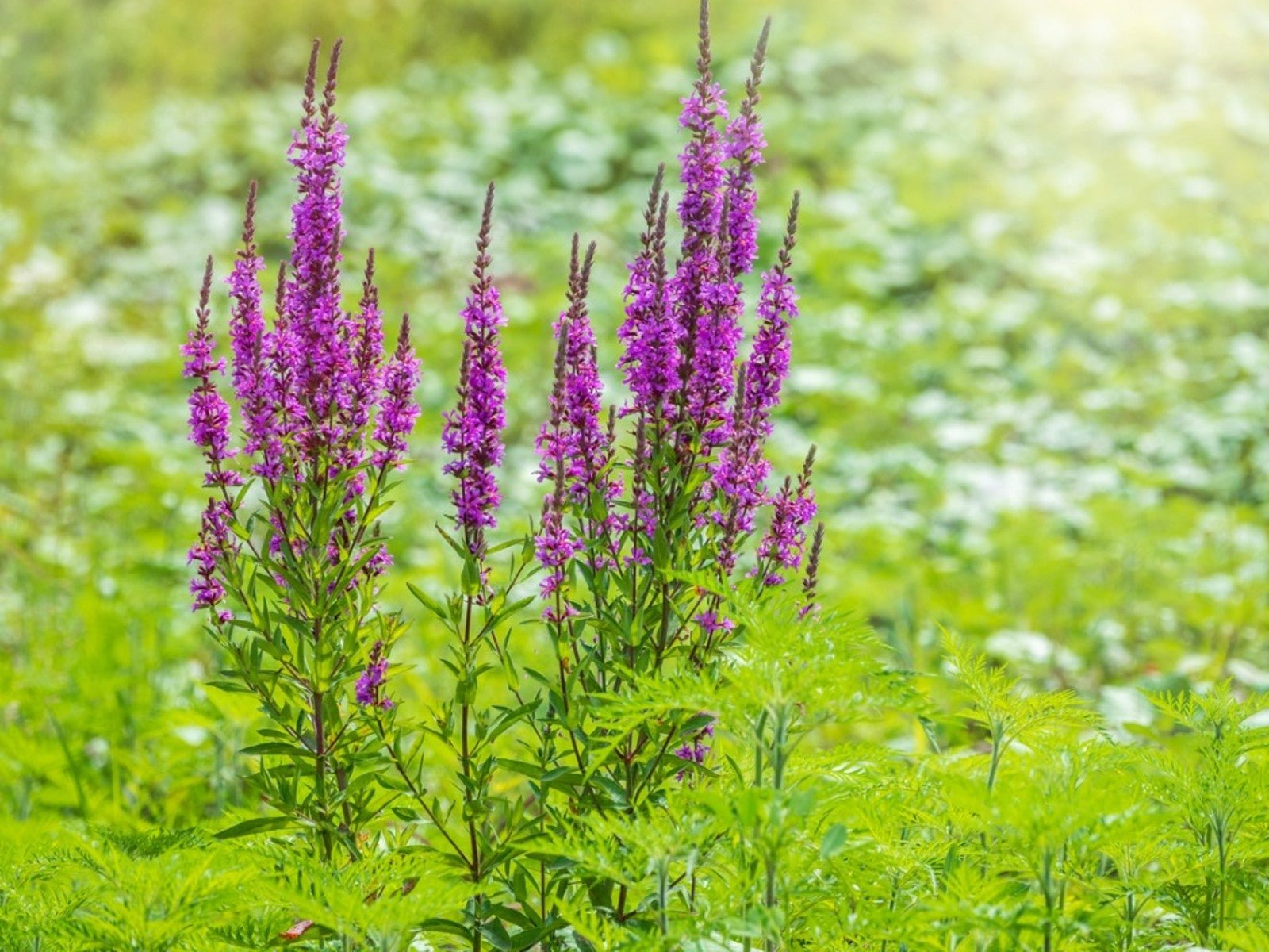 Purple-loosestrife (Lythrum salicaria)