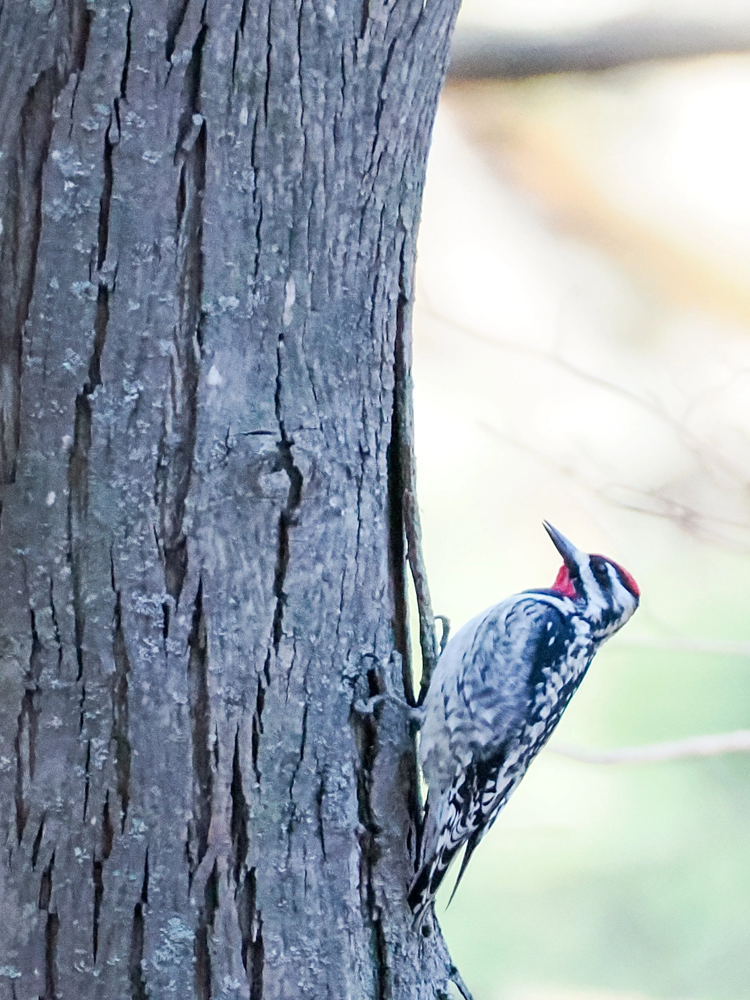 4170144 Yellow Bellied Sapsucker.jpg