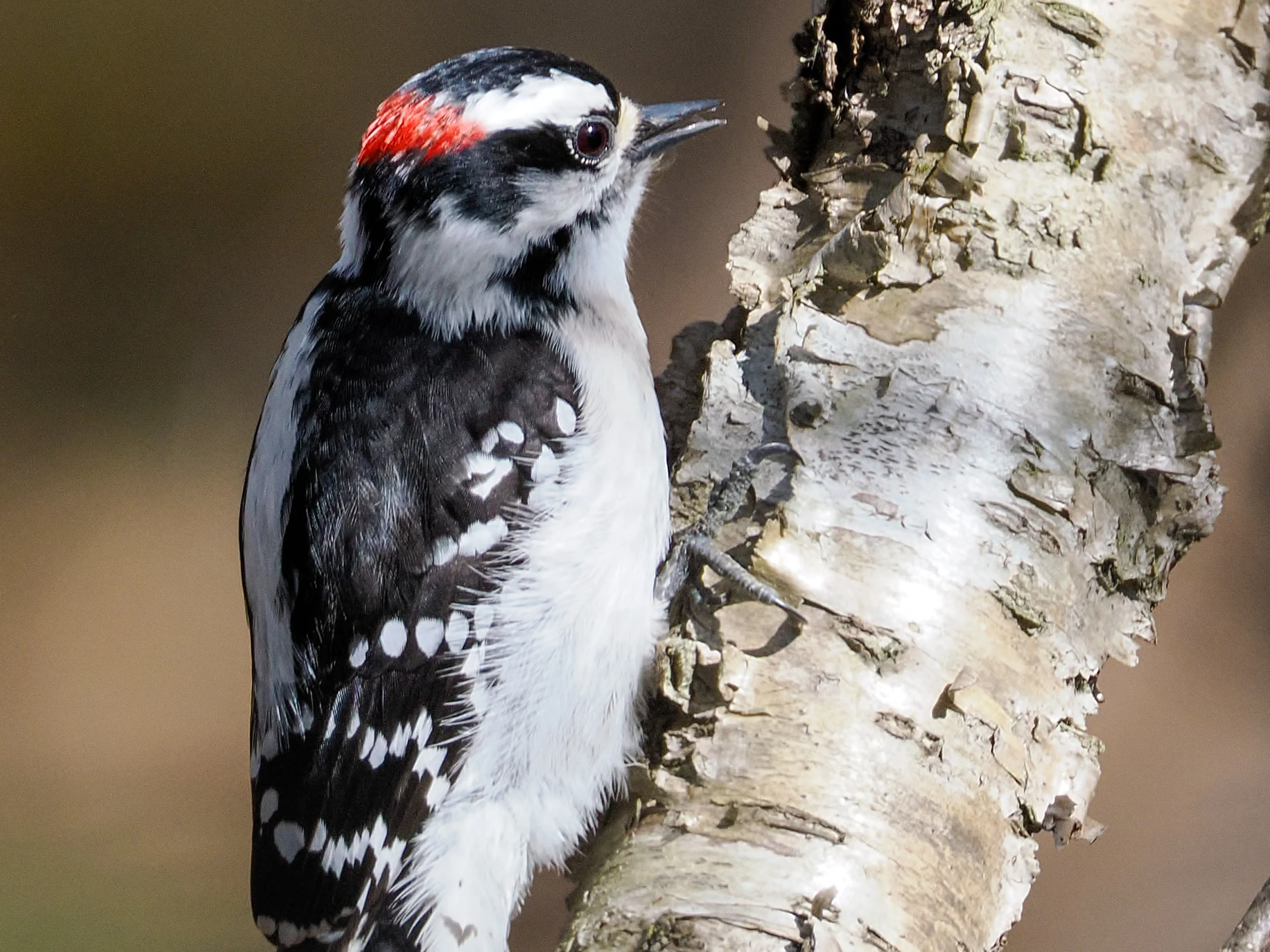 4170073 Downy Woodpecker.jpg