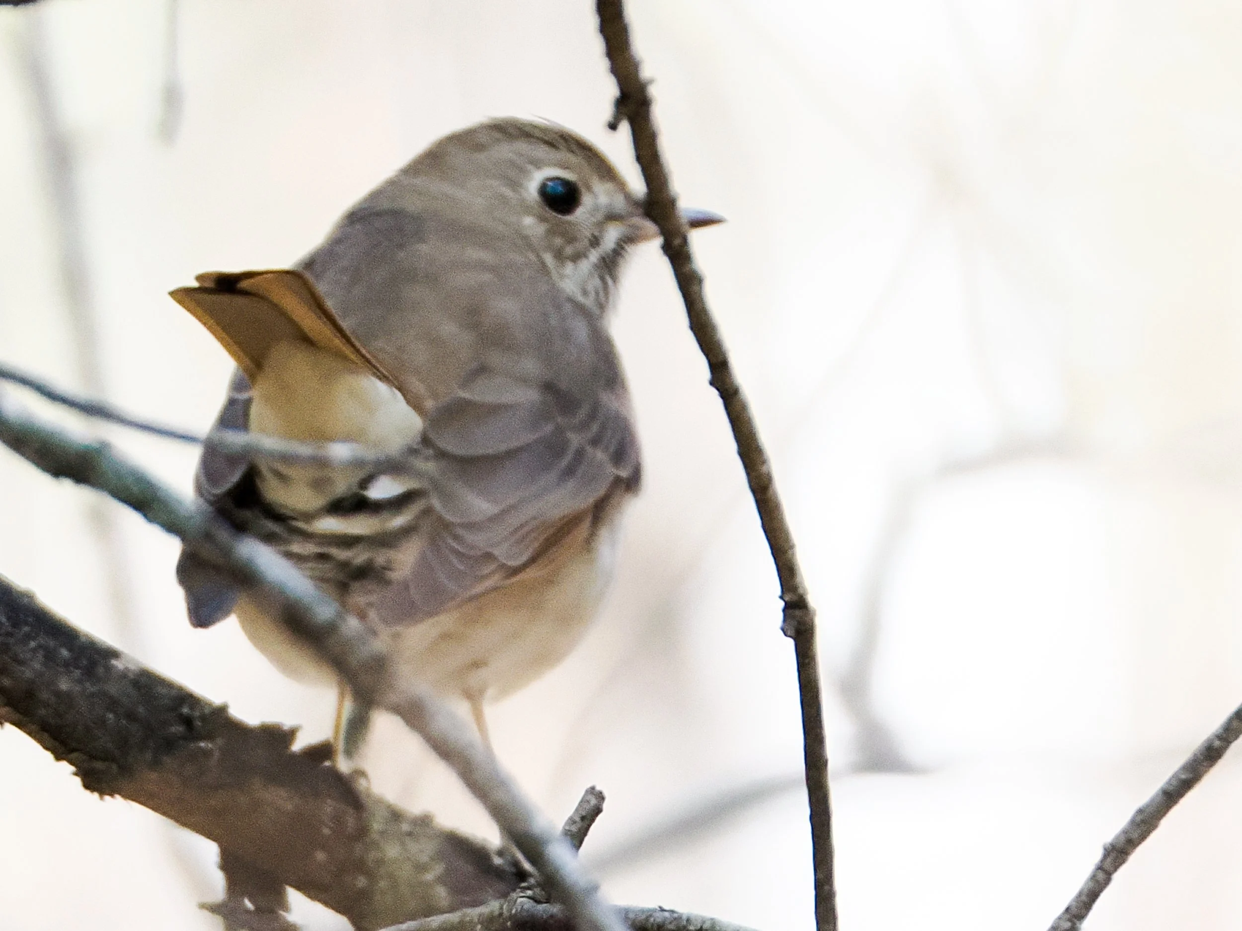 4170045 Hermit Thrush.jpg