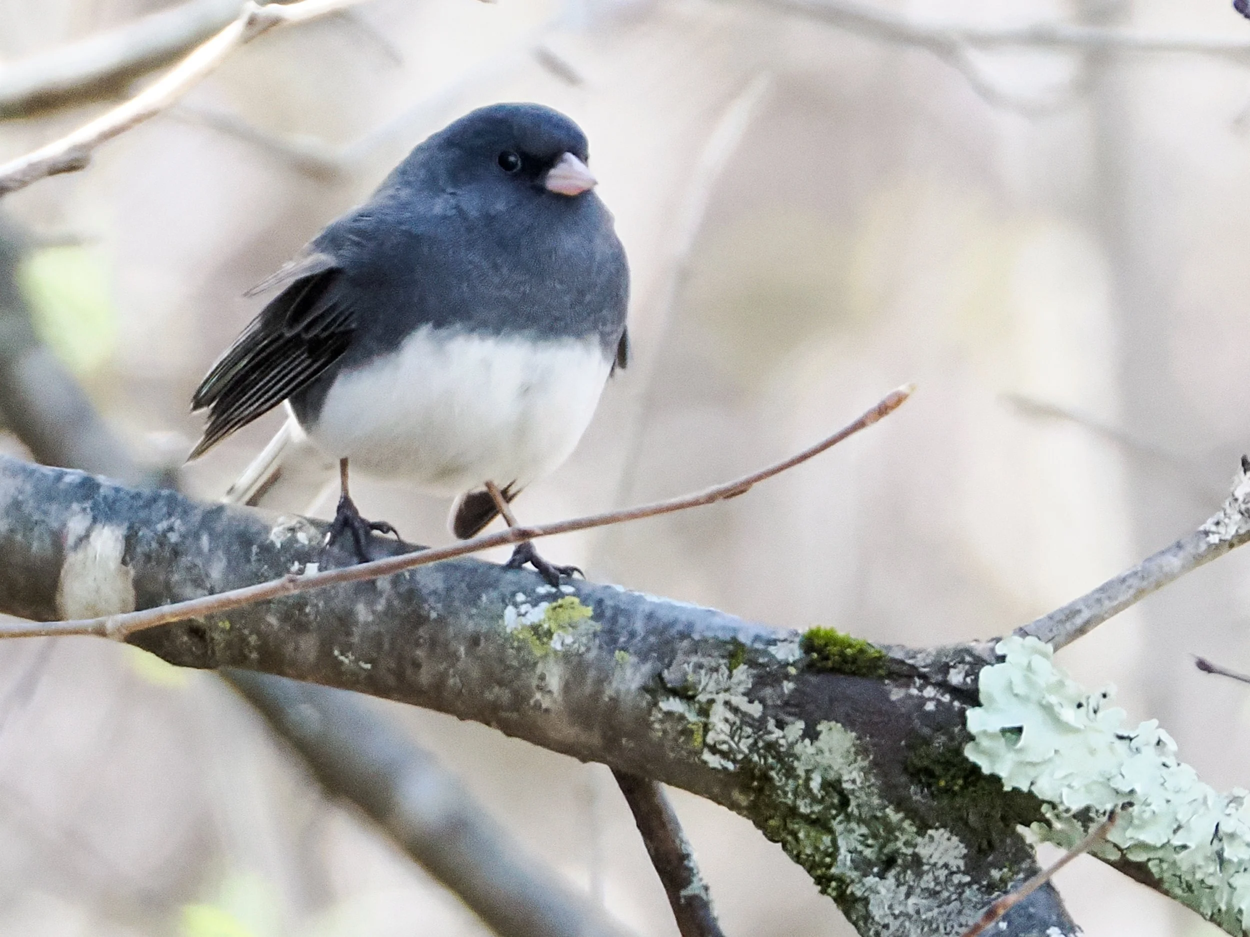 4170034 Dark Eyed Junco.jpg