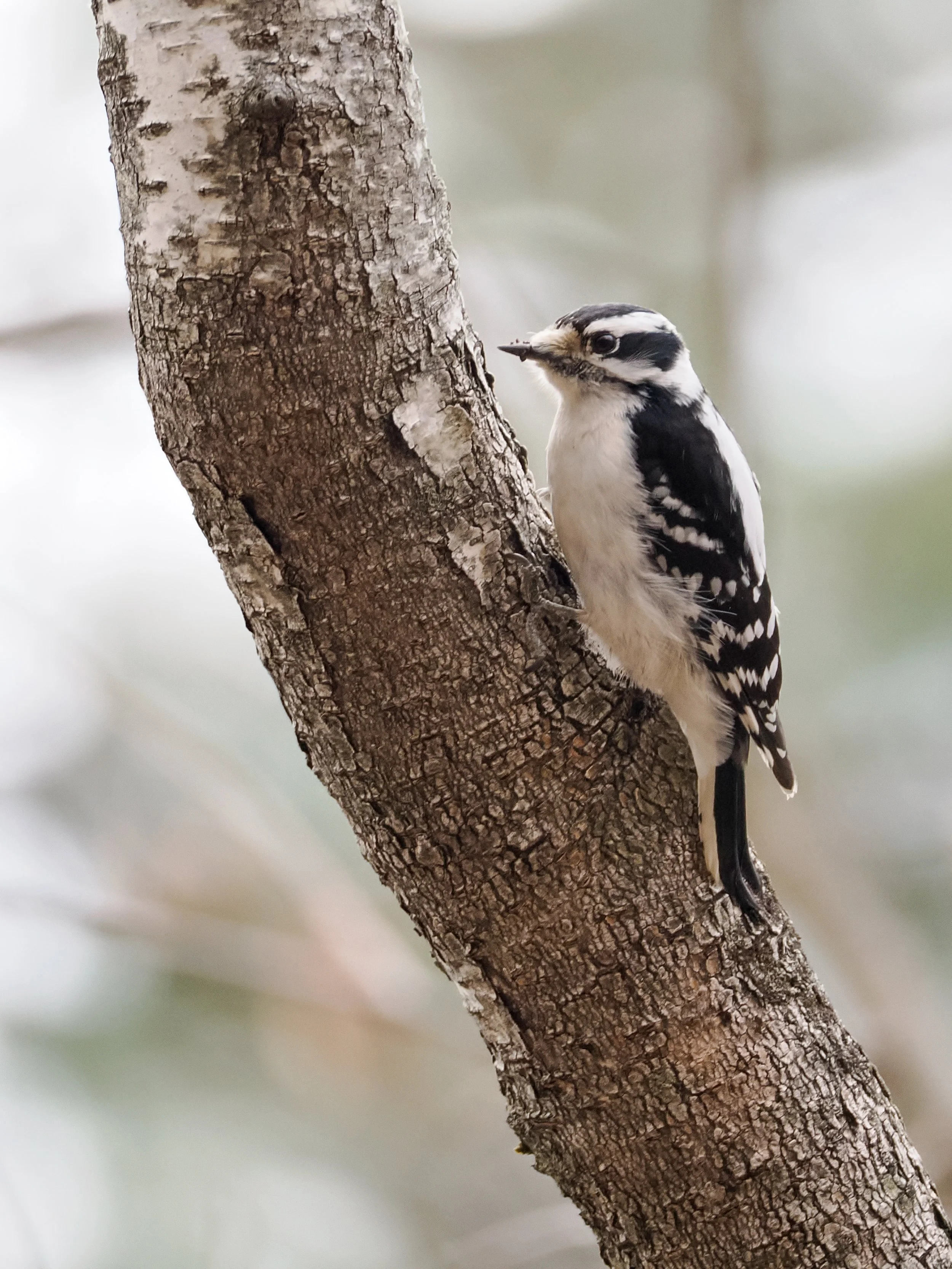 4100008 Downy Woodpecker.jpg