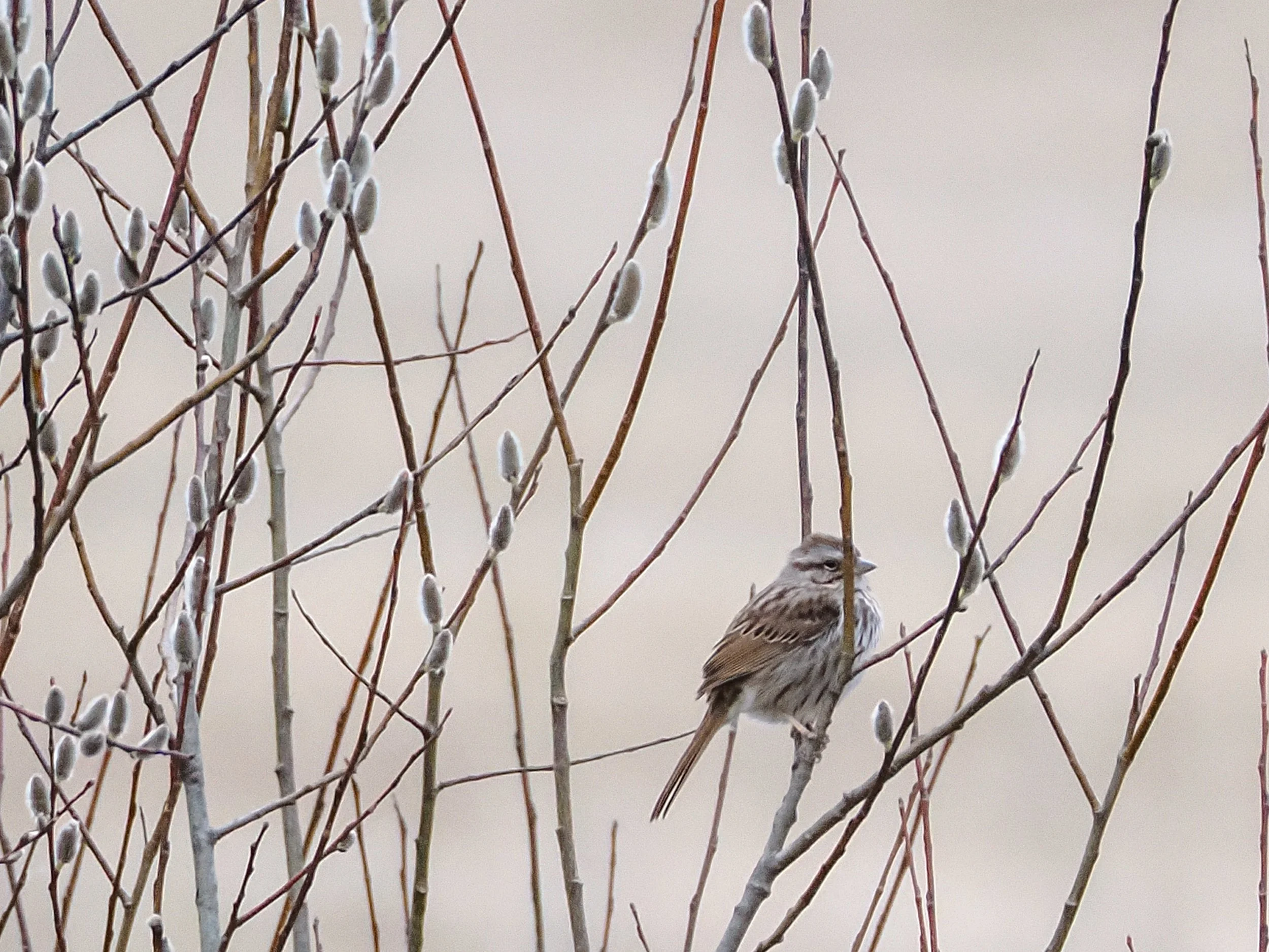 4100002 Song Sparrow.jpg