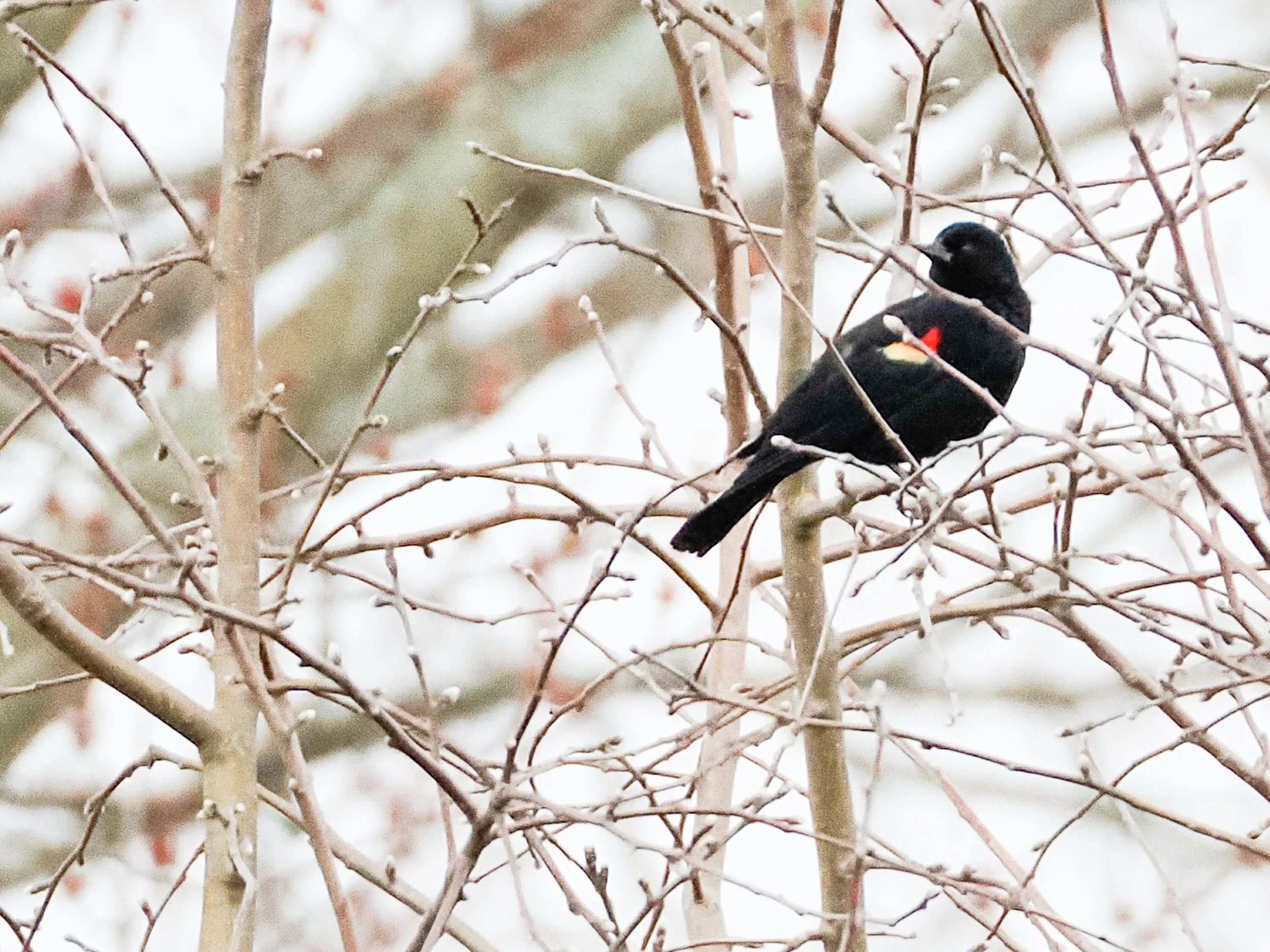 4050035 REd Winged Blackbird.jpg