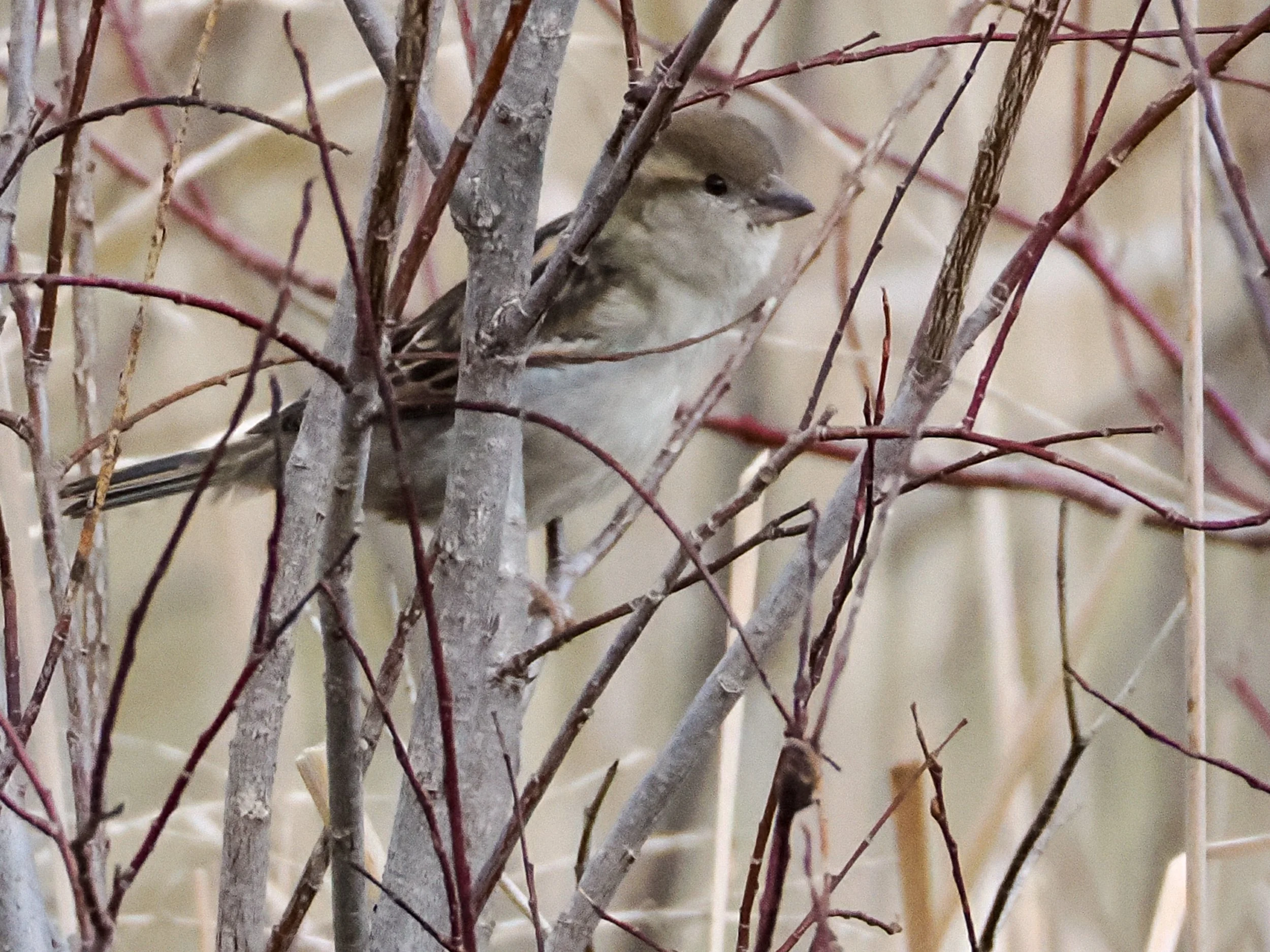 4050017 American Goldfinch.jpg