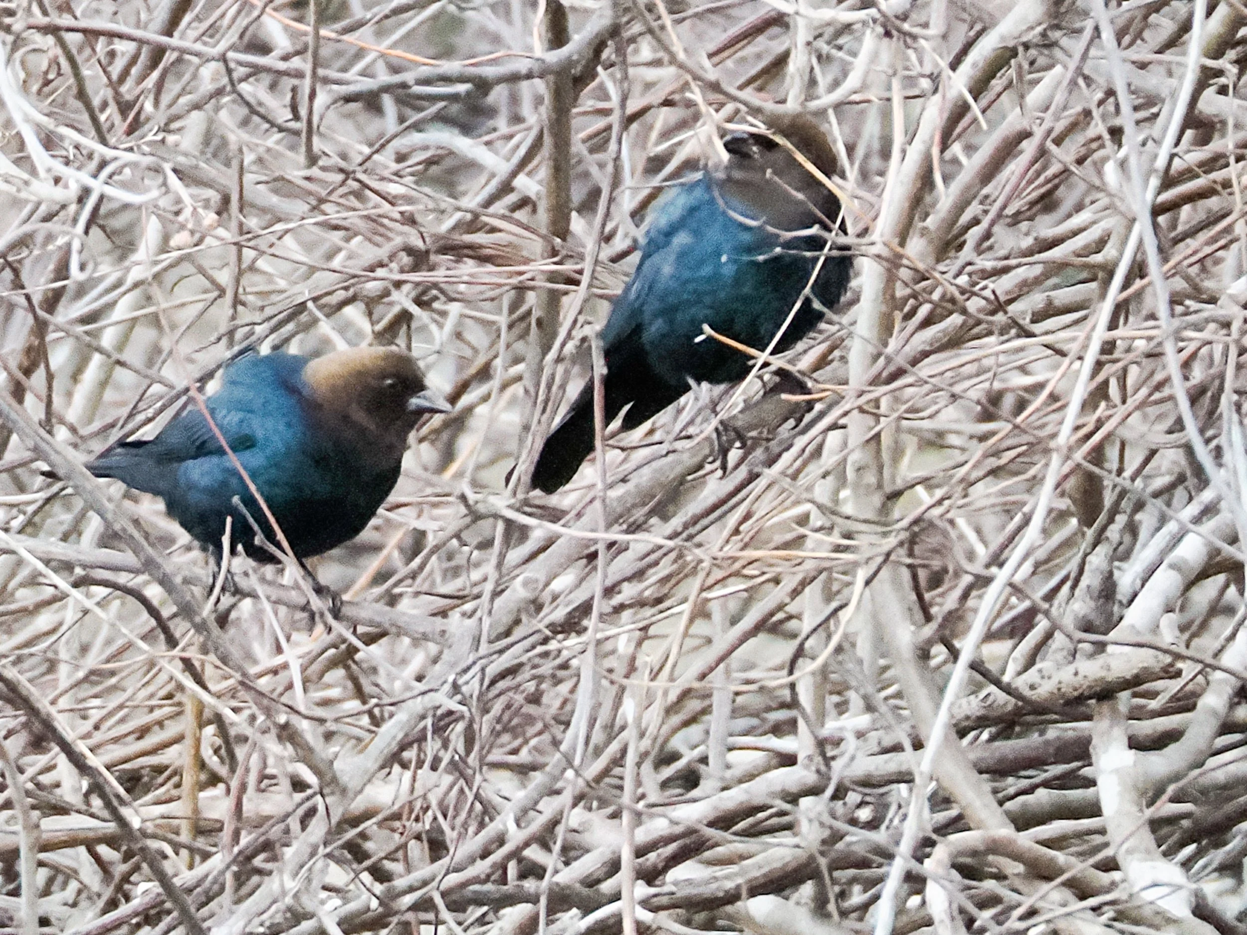 4050012 Brown Headed Cowbirds.jpg
