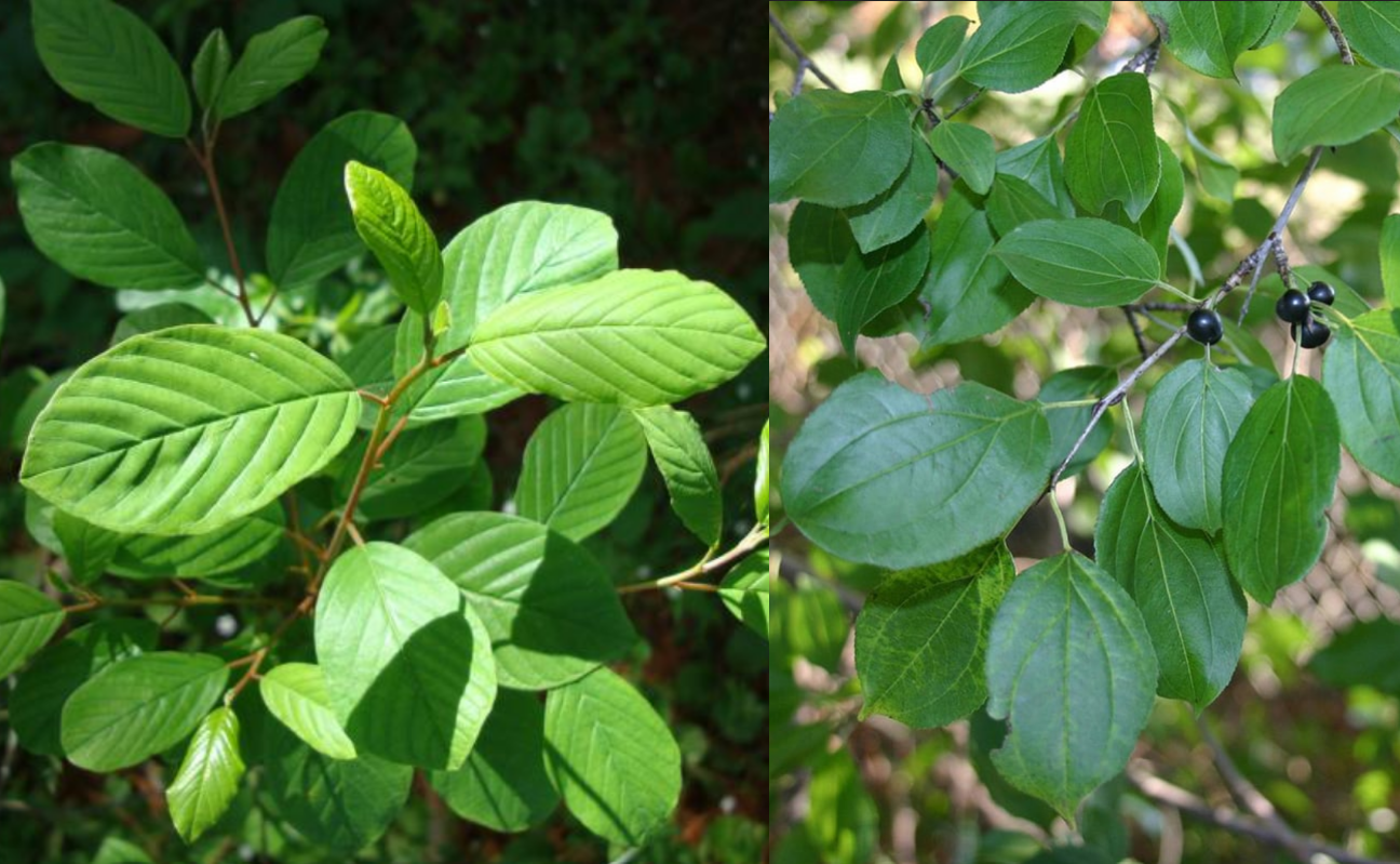 Buckthorns.png