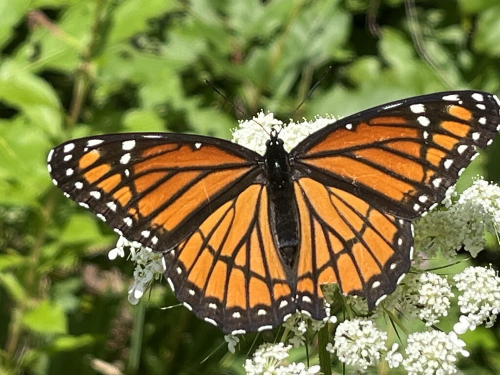 Middlebury Area Butterfly Blitz