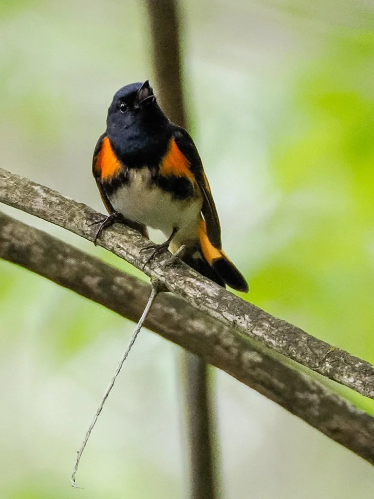 American Redstart.jpg