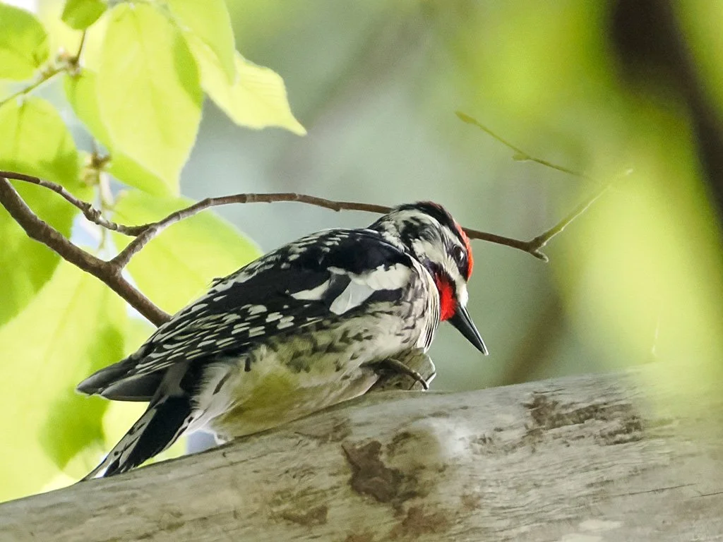 Yellow bellied sapsucker.jpg