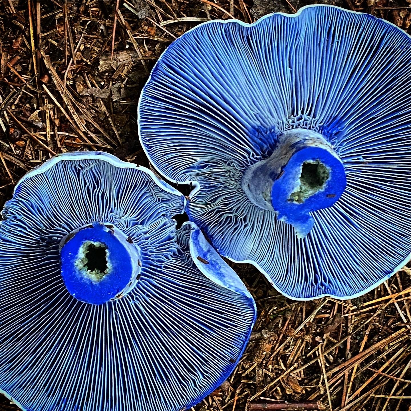 Mycology Walk