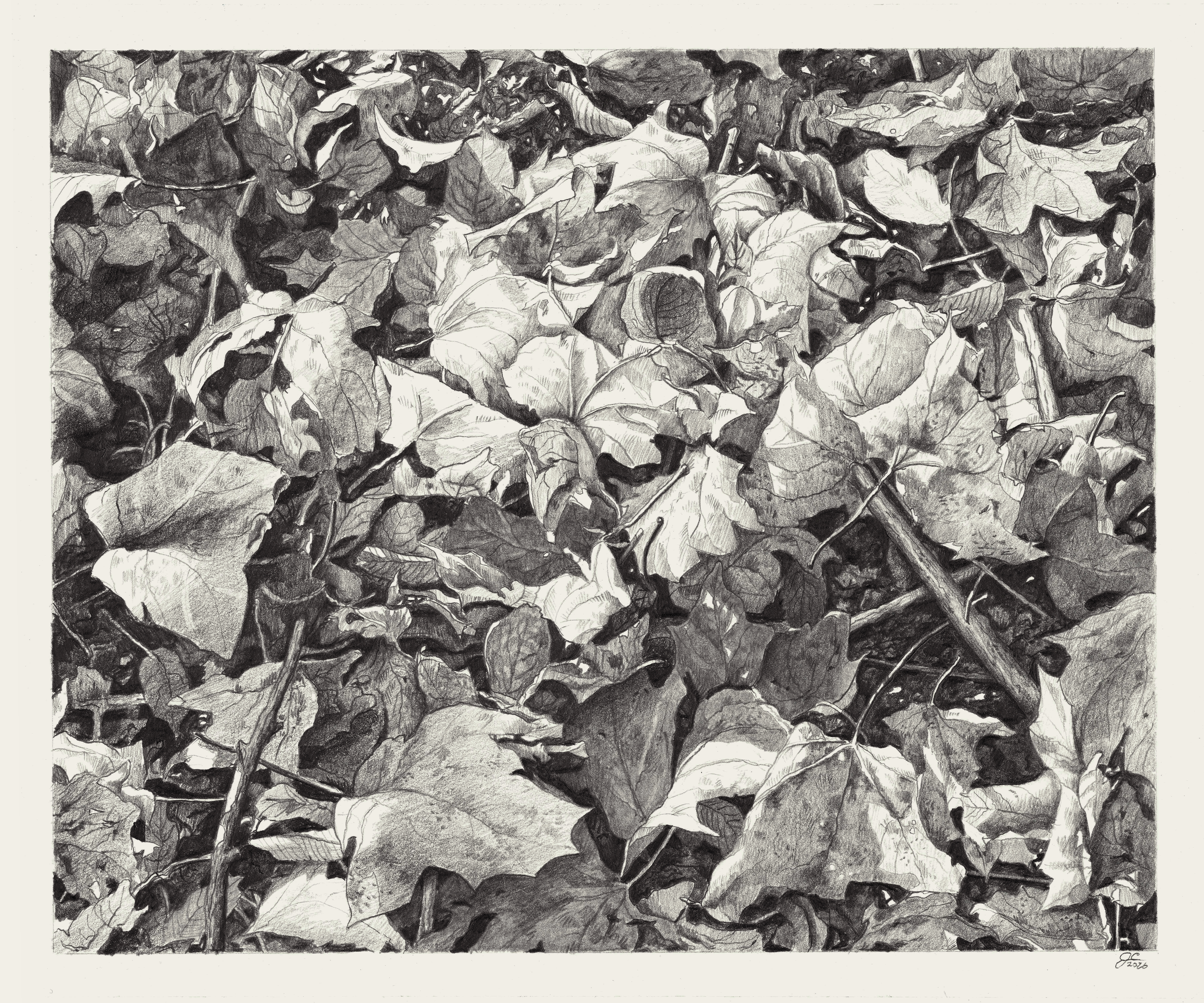 Study of Leaves