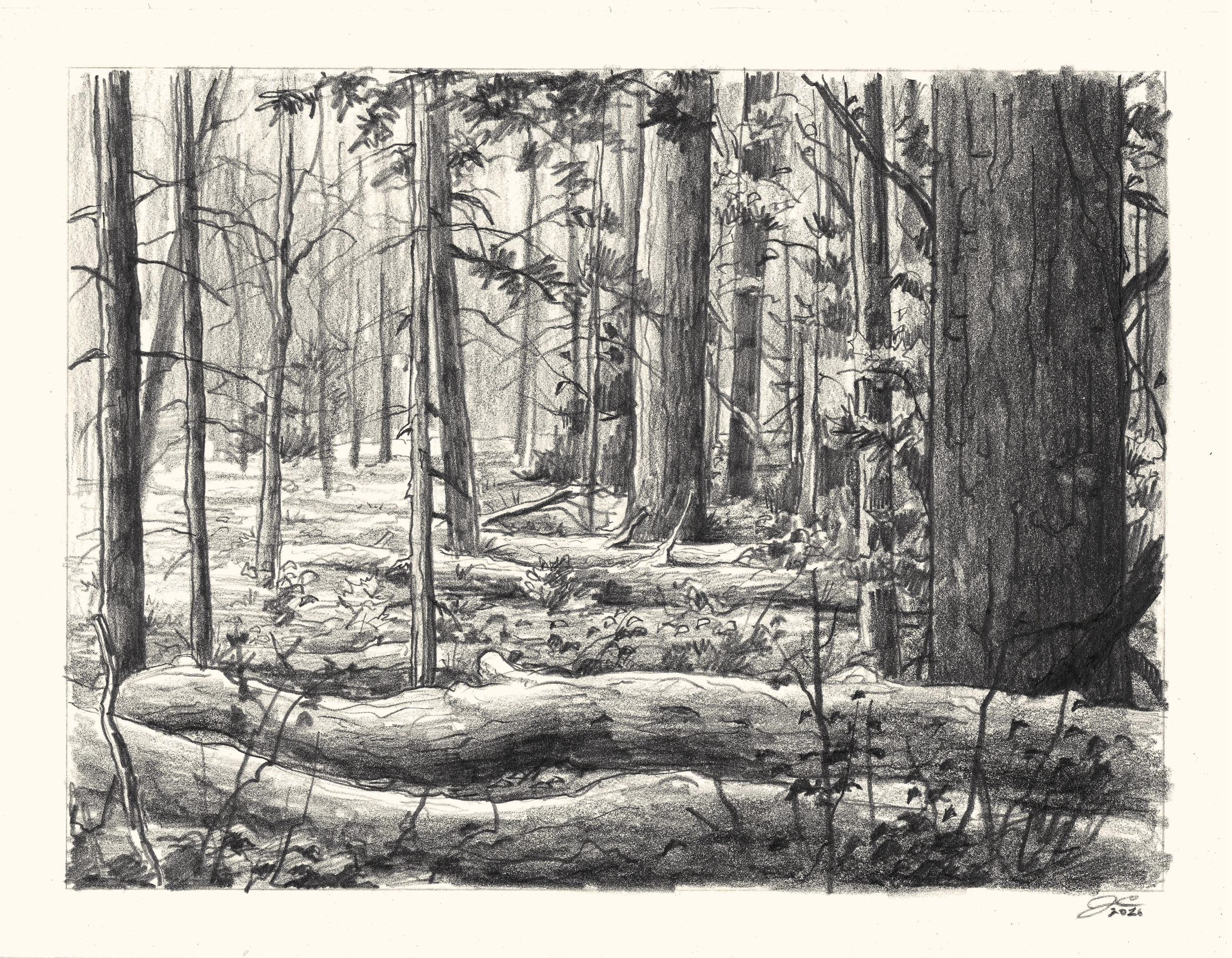 forest-at-the-loop-1 copy 2.png