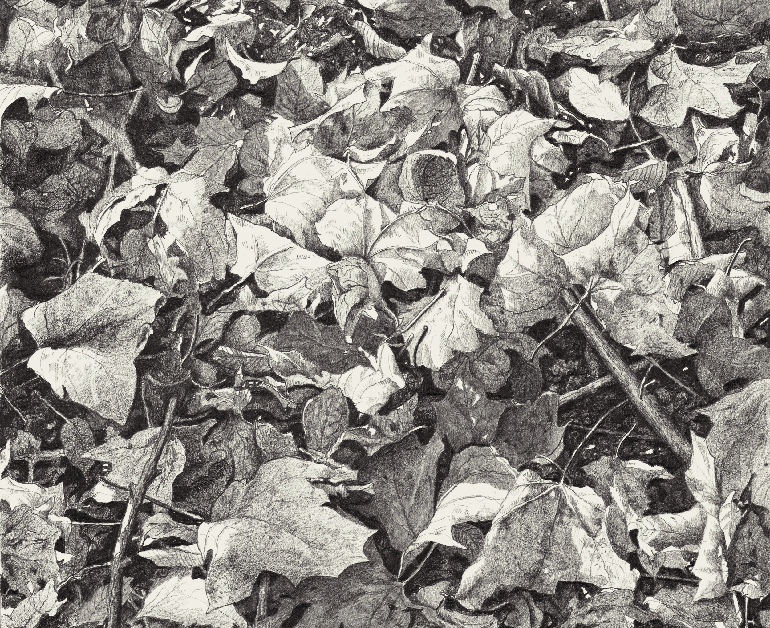 study-of-leaves-final-reduced copy 2.png