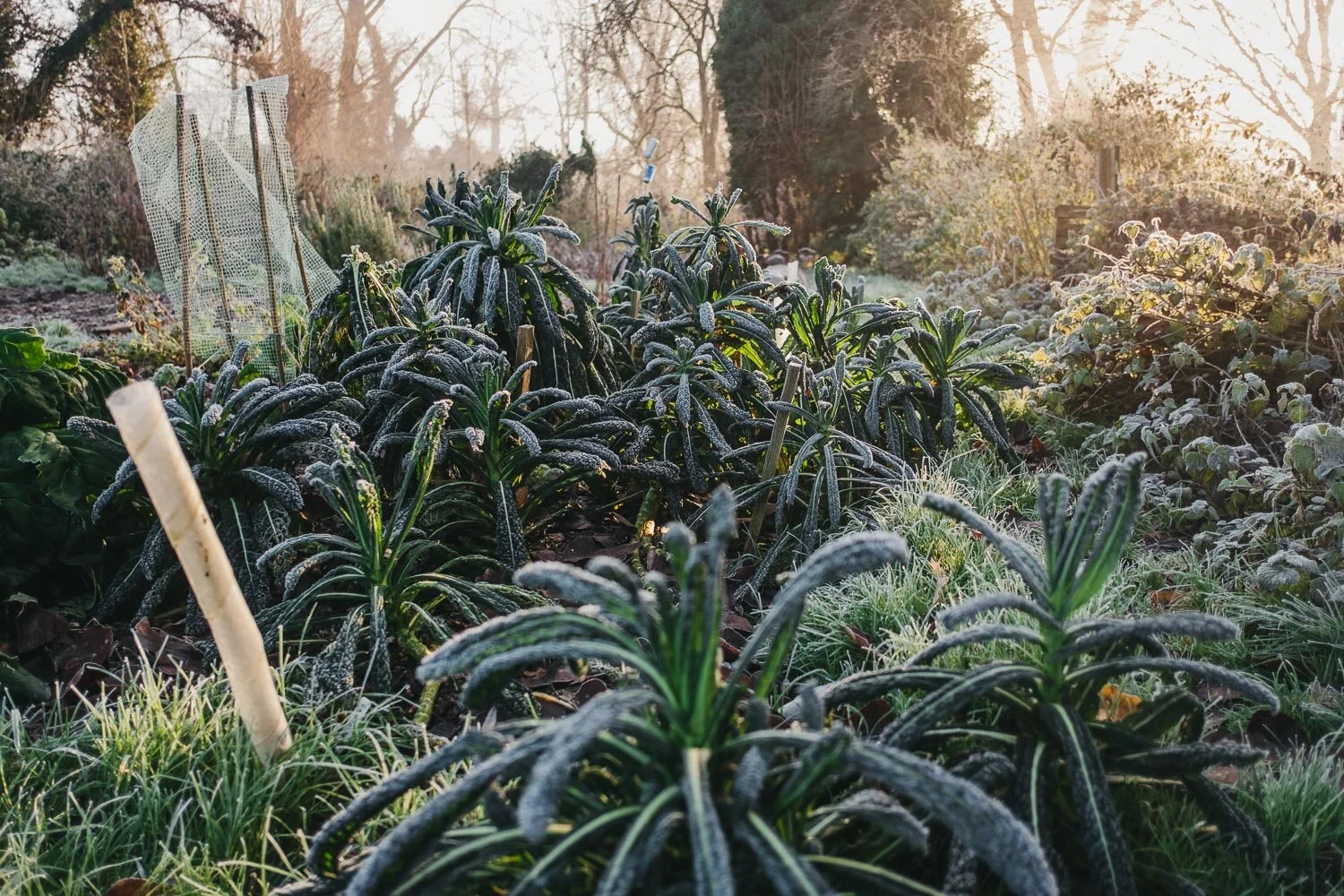 Misty morning at Riverside [photos]