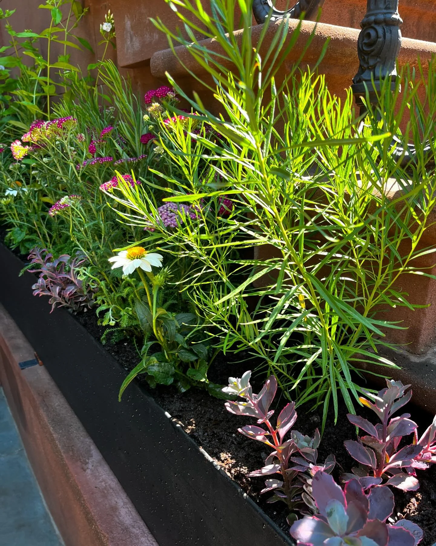 Quick morning planting in Park Slope - Planters by @arikata_fc 
.
.
#smelltheflowers #matchtheflowers #parkslope #echinacea #yarrow #phlox #amsonia #sedum