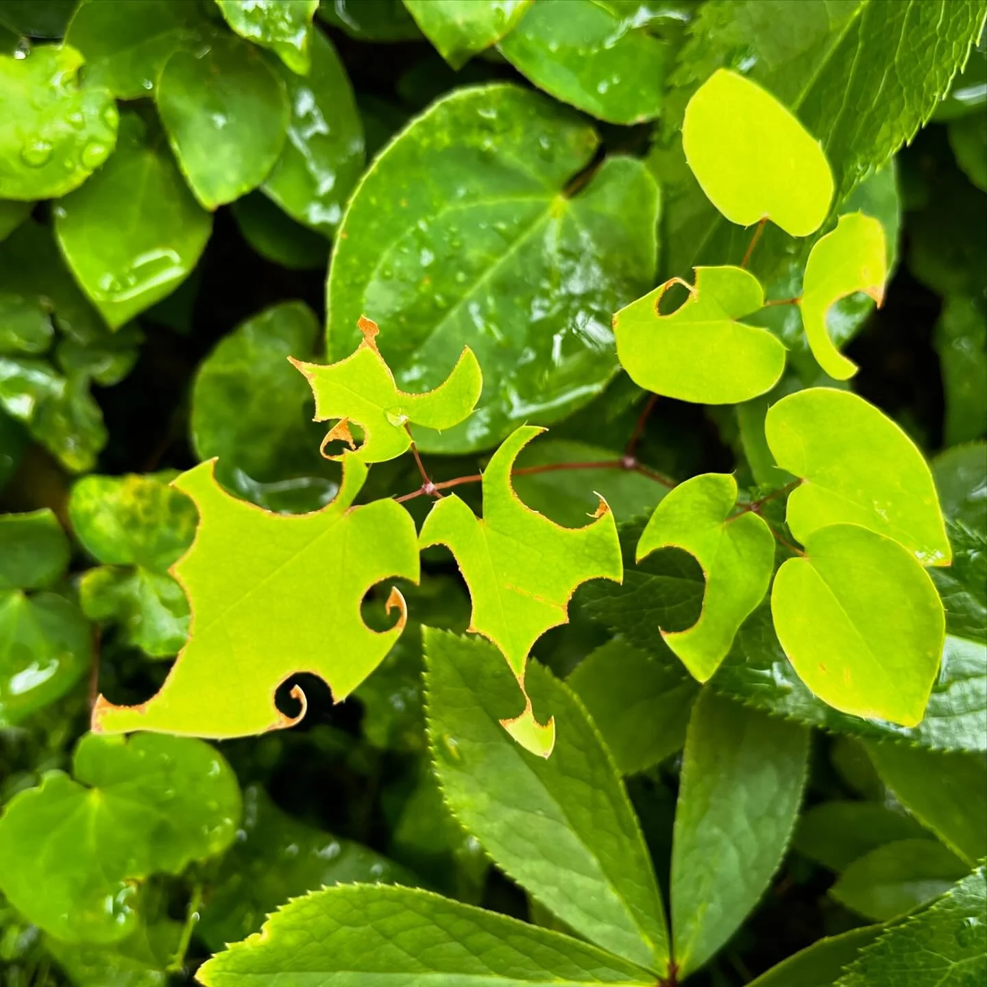 Leaf-cutter bee art 🐝 on the epimedium 🌿
.
.
.
#epimedium #Megachilidae #cobblehill #plantart