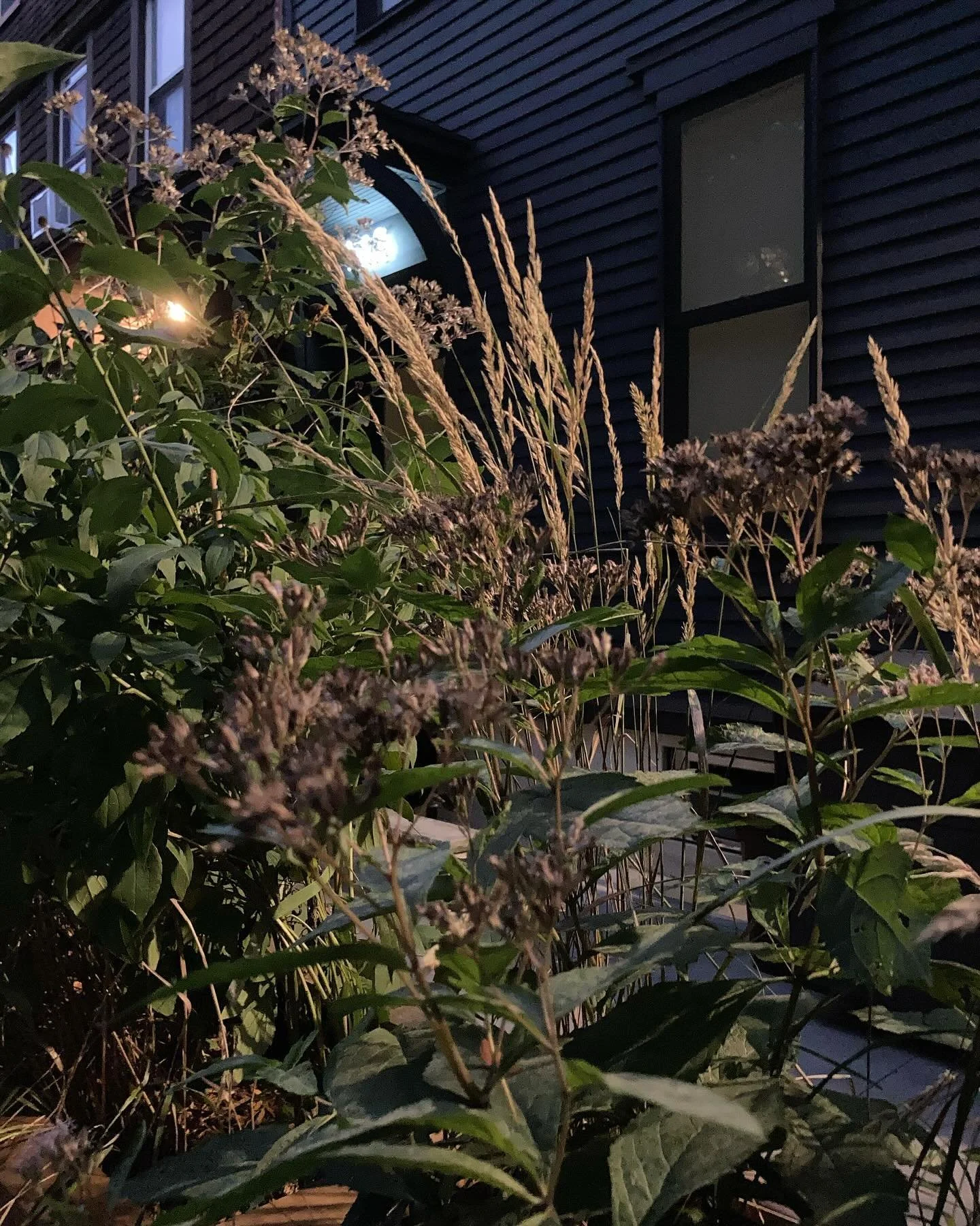 Moody fall evening with this front border planting we did earlier this year 🌾🌾