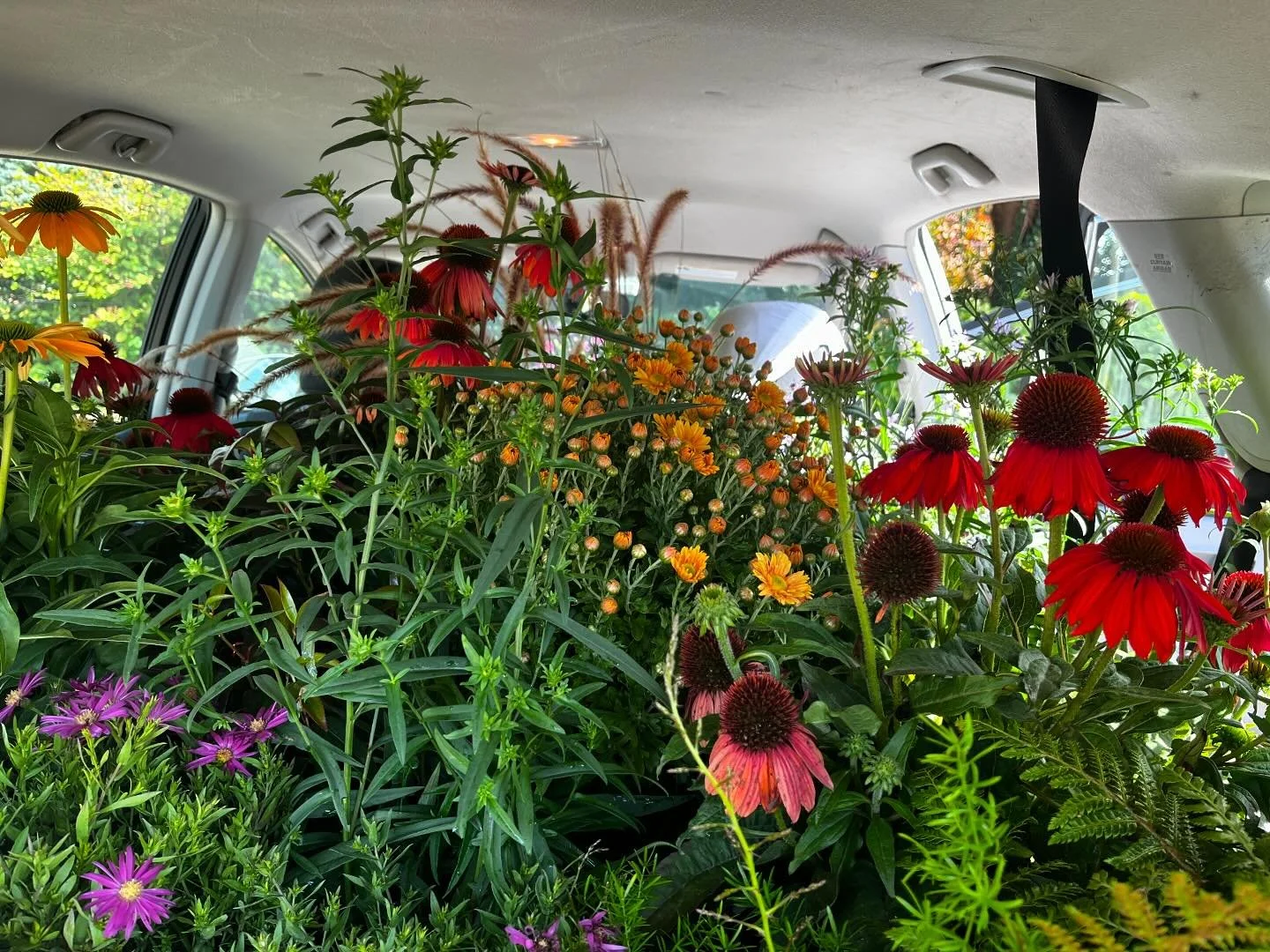 Fall planting car load 🌾