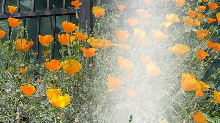 I made these animations for @s0ftscreen Alphabet Soup :))) the screening is on May 21st at 4star theater at 1pm :))) this is one of my first animations and I&rsquo;m really proud of how they turned out :)