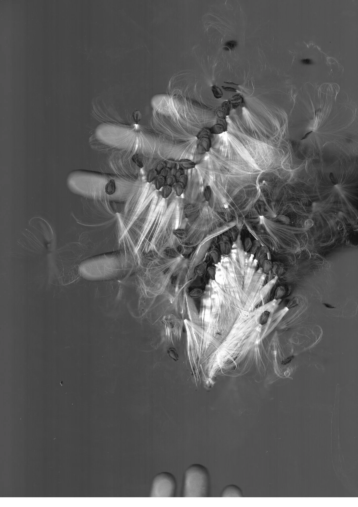 milkweed+hands.jpg