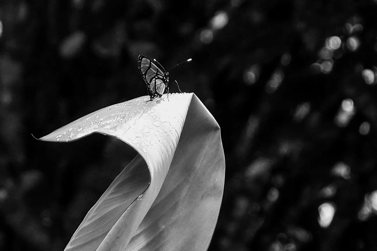 A small butterfly perched on the tip of a large leaf with water droplets in black and white.