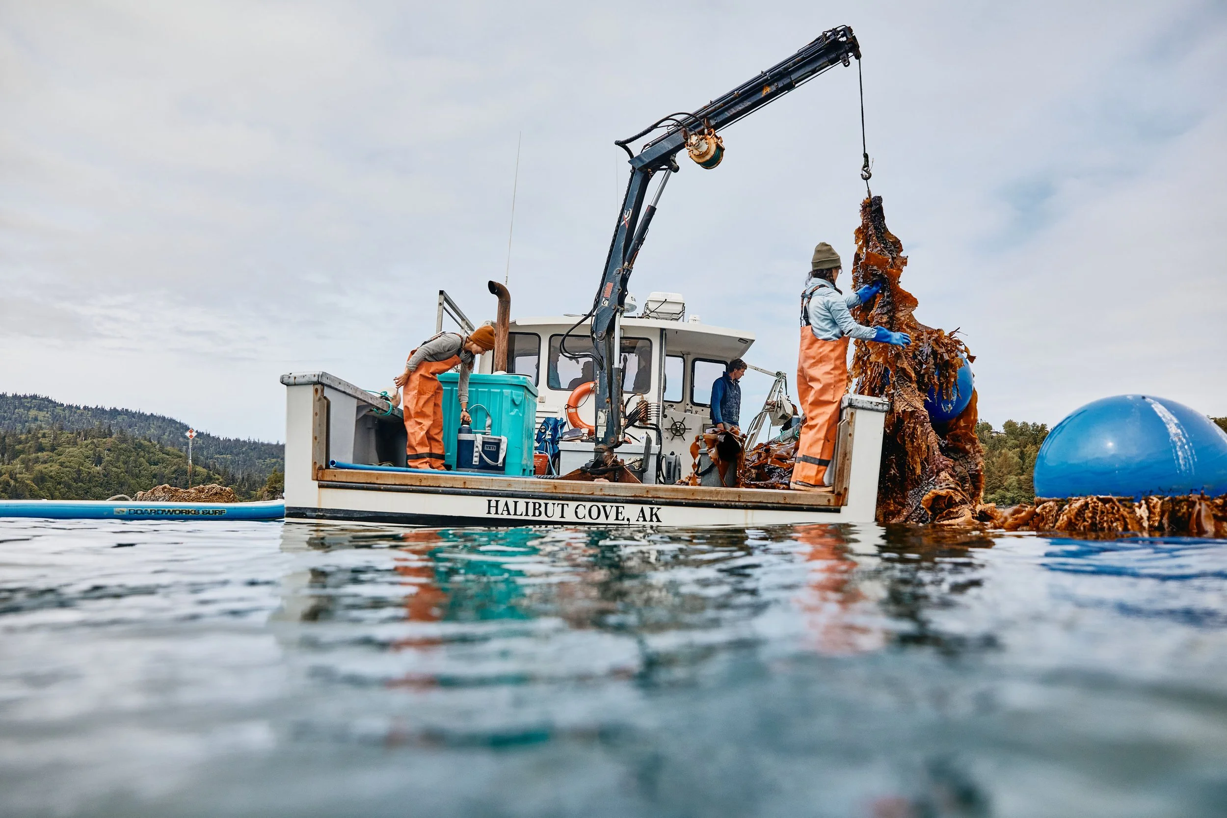 Alaska Shellfish