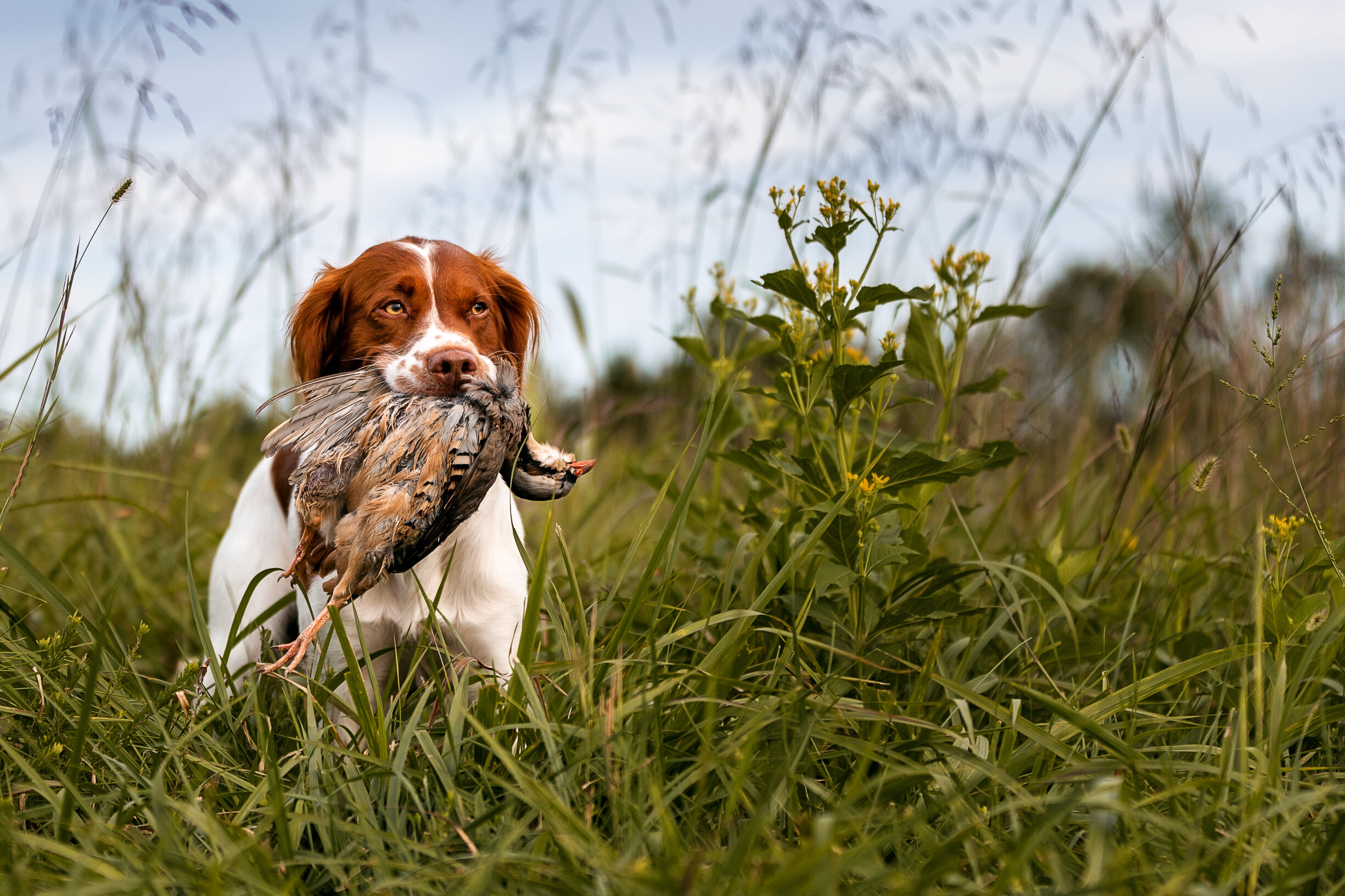 Brittany_Spaniel_Upland_Hunt_Chuckar__KristenMurrayPhotography0920.jpg