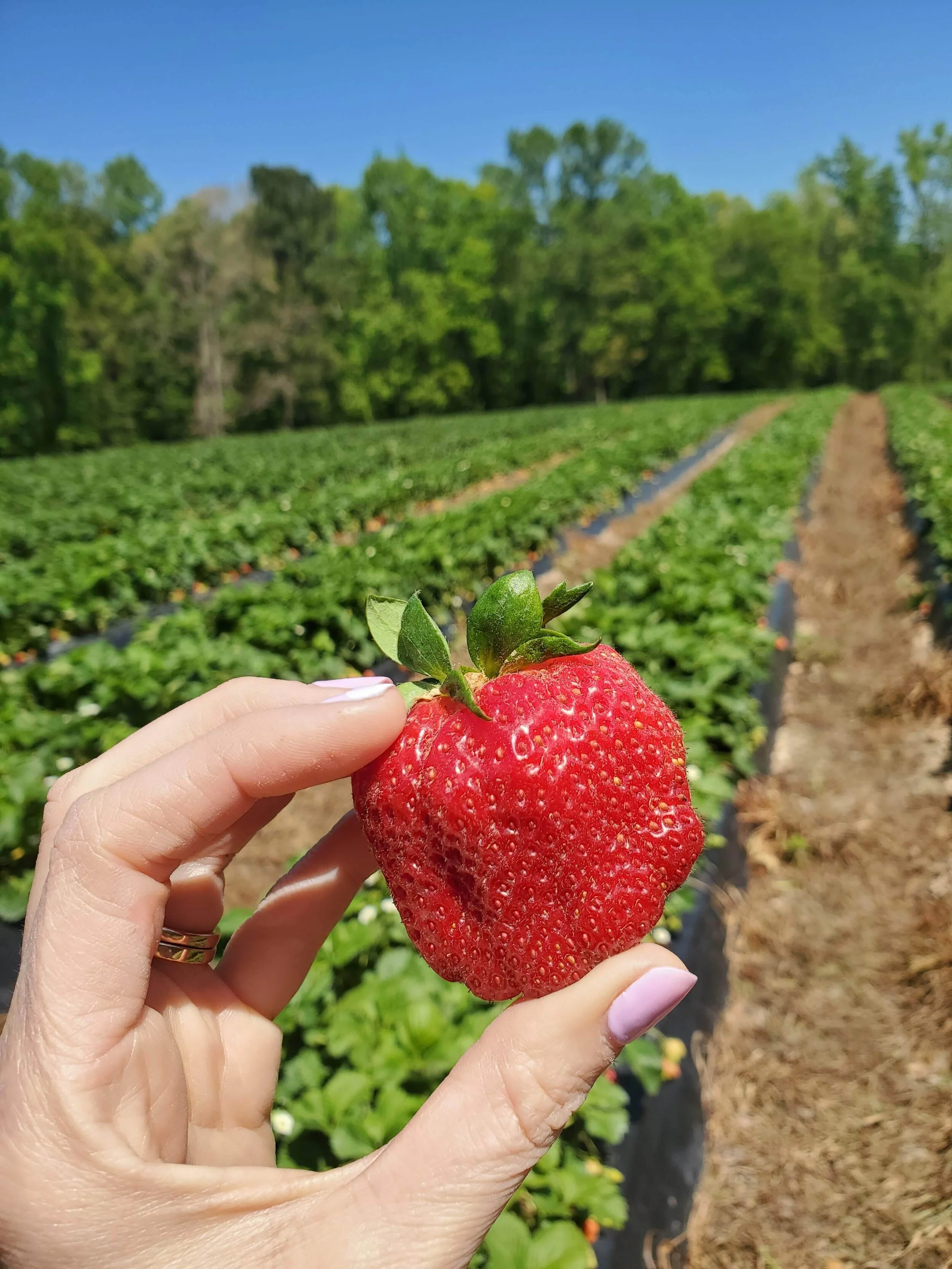 Strawberry Month + Our Favorite Strawberry Farms — Tabletop Media Group