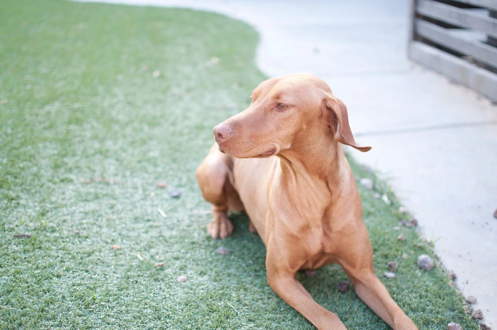 sept 2015_82 (molly).jpeg