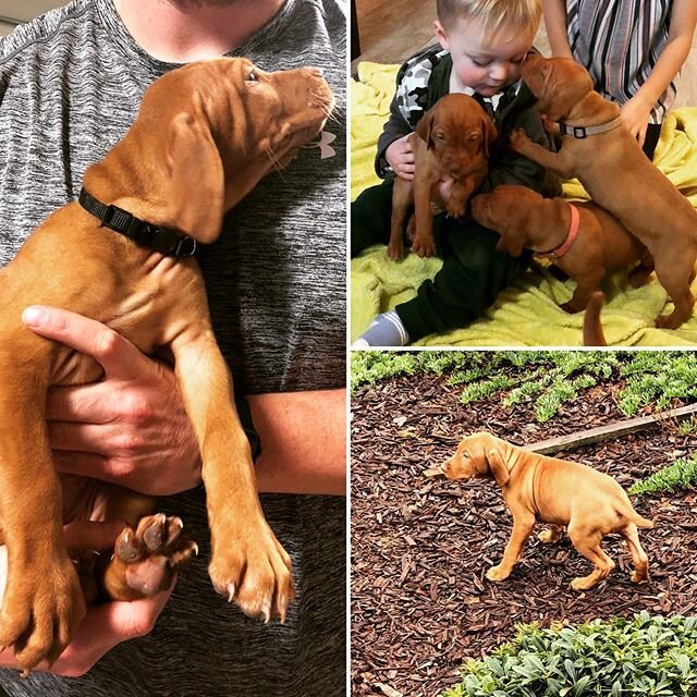 Just a few of our past puppies getting some family love.  #vizsla #vizslasofinstagram #vizslapuppy #vizslalove #vizslagram #vizslalife #vizslaoftheday #gundog #puppiesofinstagram #puppies #puppiesofinsta #puppiesofig #puppylove #puppy #puppylife #pup