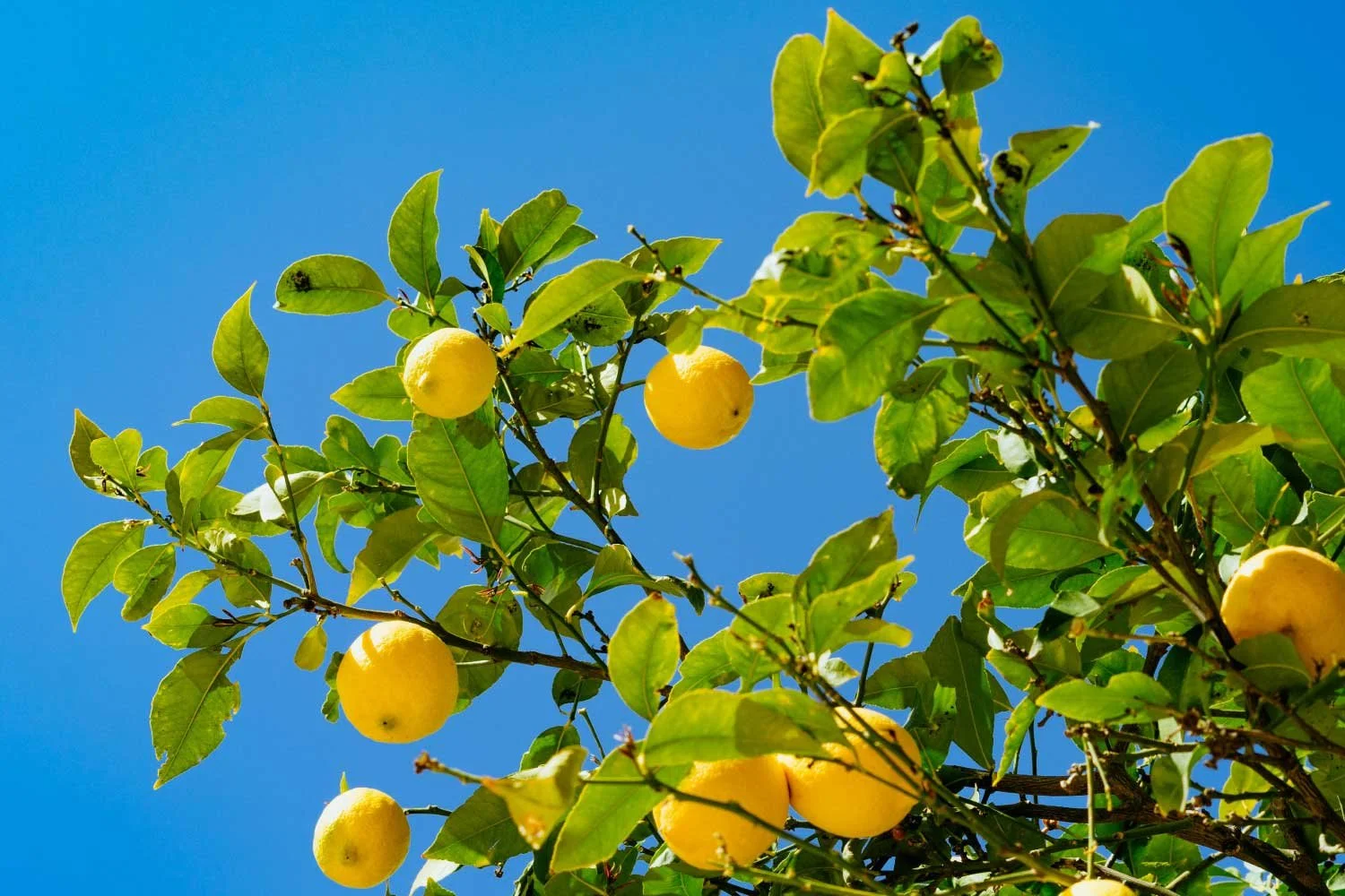 Mediterranean Colouring Book: Relax &amp; Unwind with Sun, Citrus &amp; Coastal Nature