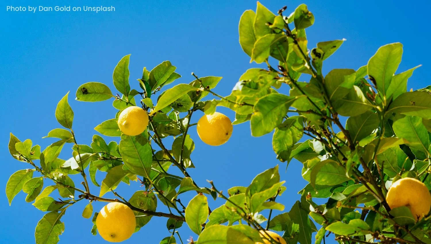 A photo of a lemon tree against a blue sky. The image credit is photo by Dan Gold on Unsplash.