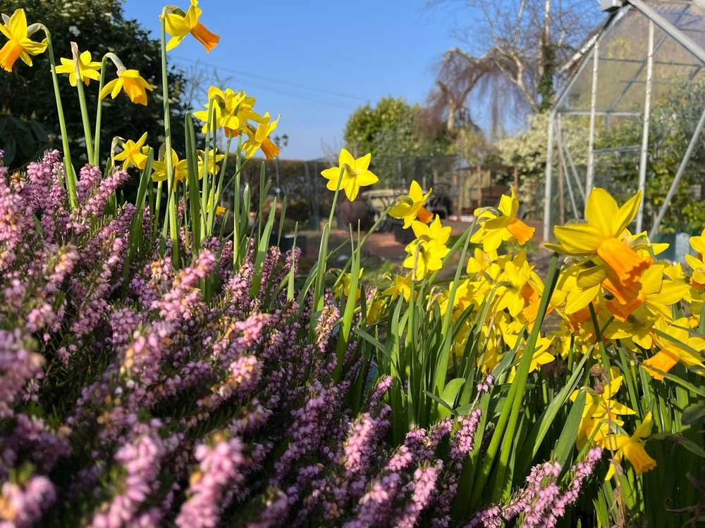 A photo of a sunny garden with daffodils and heather set against a blue sky.