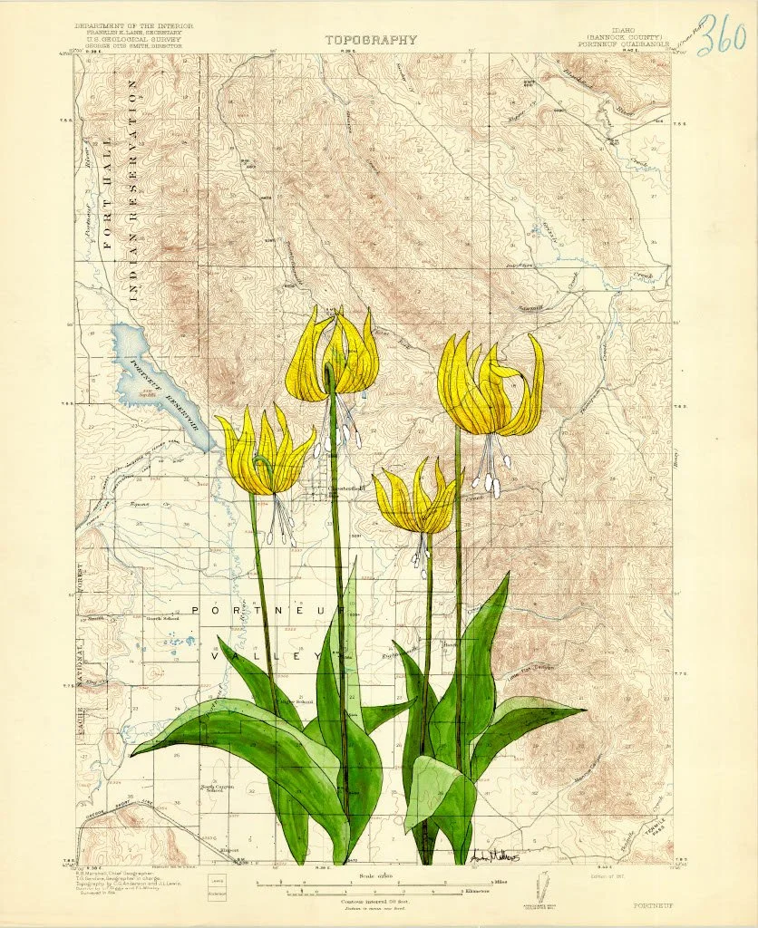 Glacier Lily of the Valley Reproduction Print - Southeast Idaho