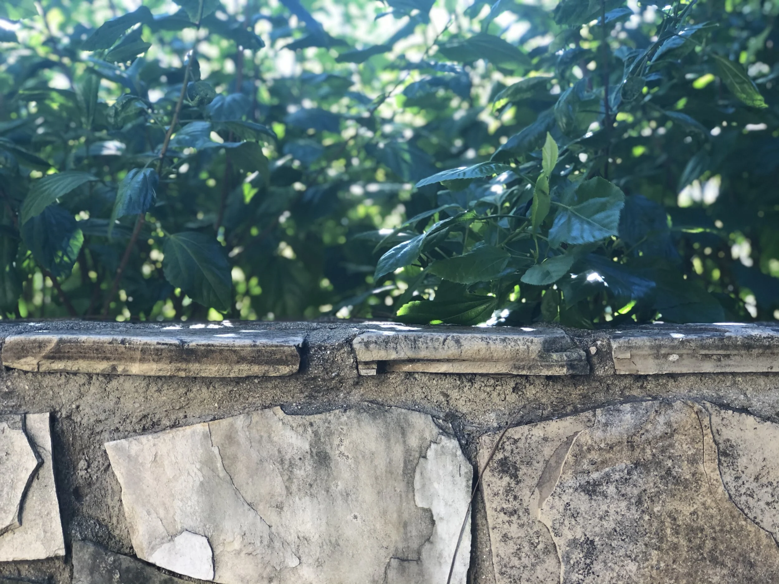 *Cover Option #1.jpg