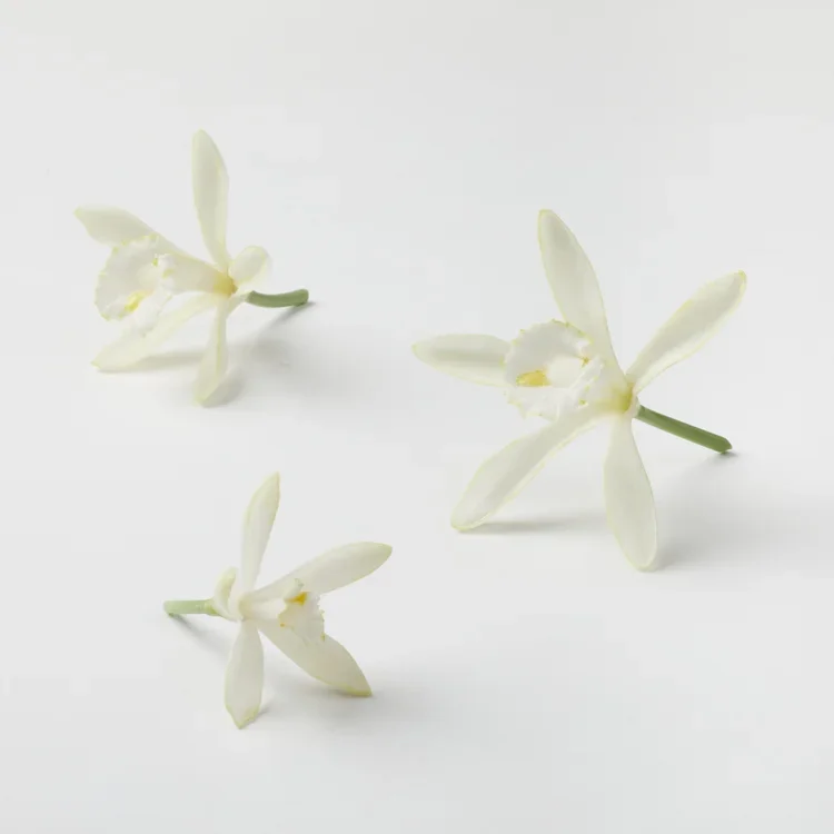 Vanilla Flowers