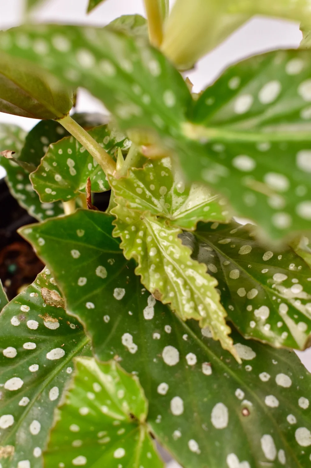 4 Begonia maculata Silver Spot Nightshade