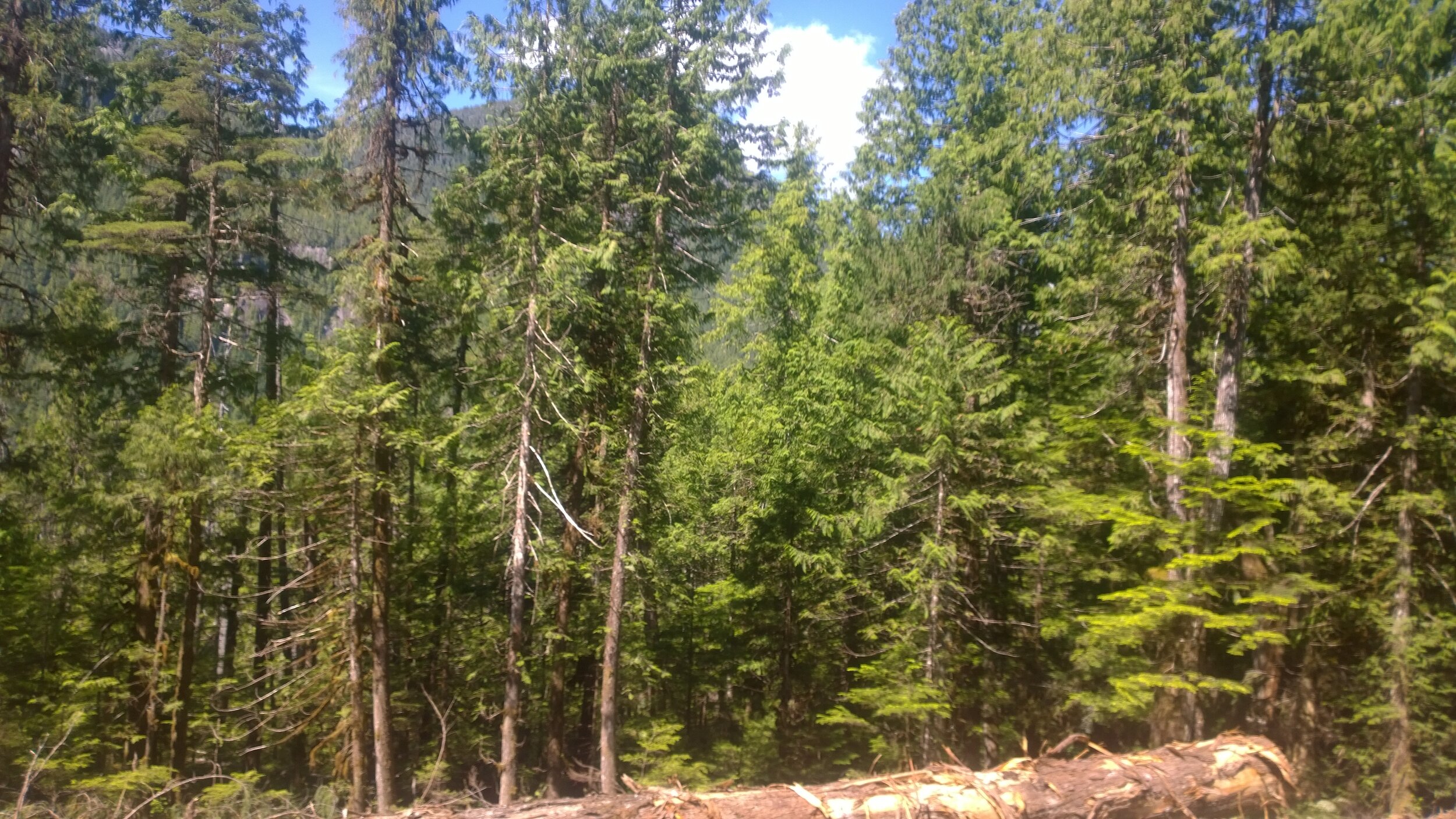 2017-06-25 15.38.29.jpg