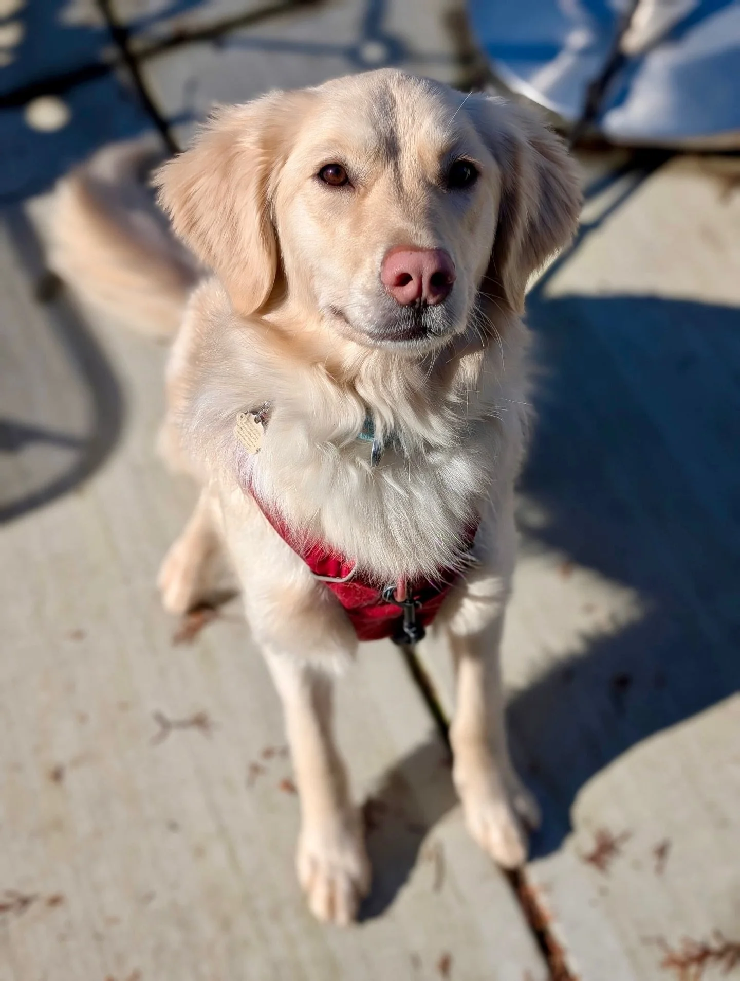 Our first 2026 patio pup. Only here for a quick visit whilst mum and dad had a coffee. But too photogenic to not document!

Spring is just around the corner!

.
.
.
.
#downtowncomox #comox #comoxbrunch #petfriendly #dogs