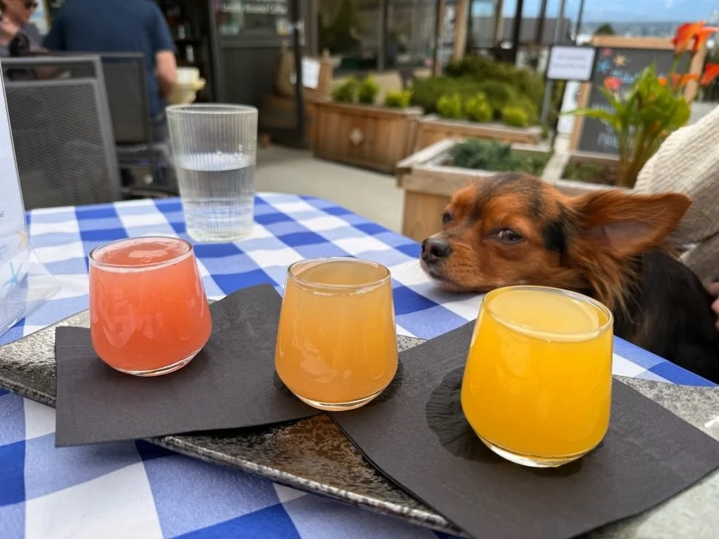 Sunday morning, checking out a mimosa flight like 👀

Diego is one of our first patio pups of the 2026 patio season! And he has GREAT taste, apparently 🥂

.
.
.
.
#tidalcafe #comoxbc #cute #mimosa #downtowncomox
