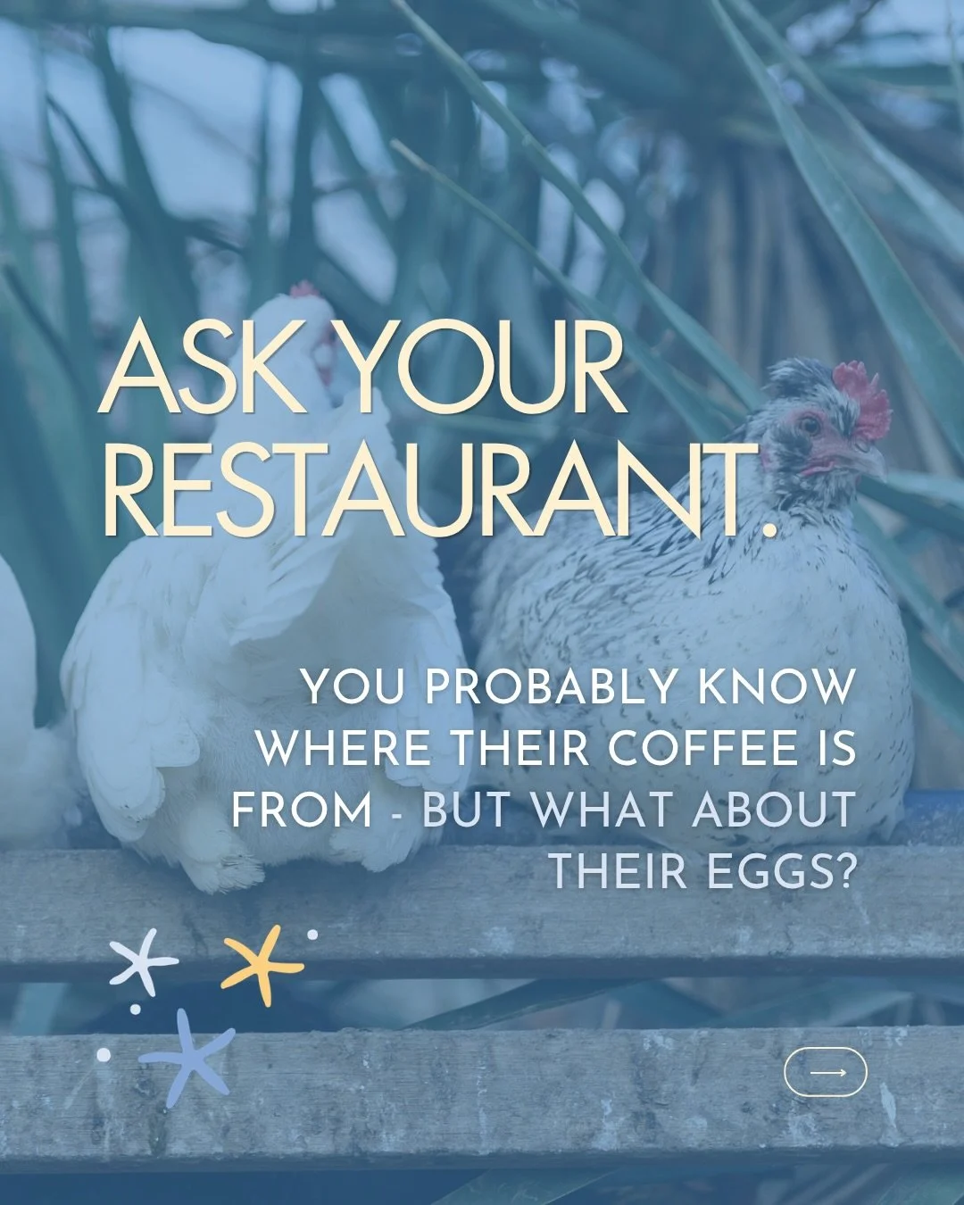 When was the last time you asked where your eggs came from? 🍳

We often ask about our produce, our coffee, our wine... 

But eggs are one of the most common ingredients on a restaurant menu, and often one of the least talked about.

We think transpa