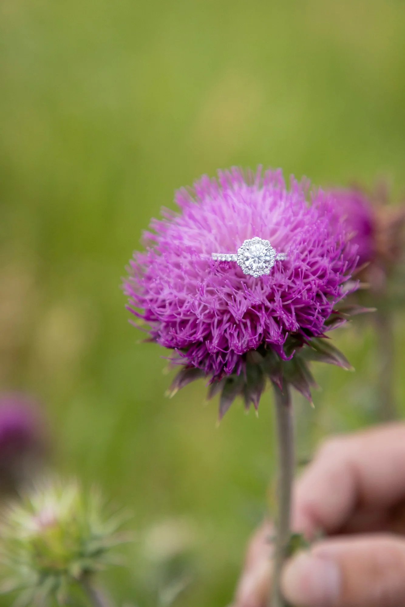 Close-up of a purple thistle flower with a diamond ring resting on it, held by a hand.