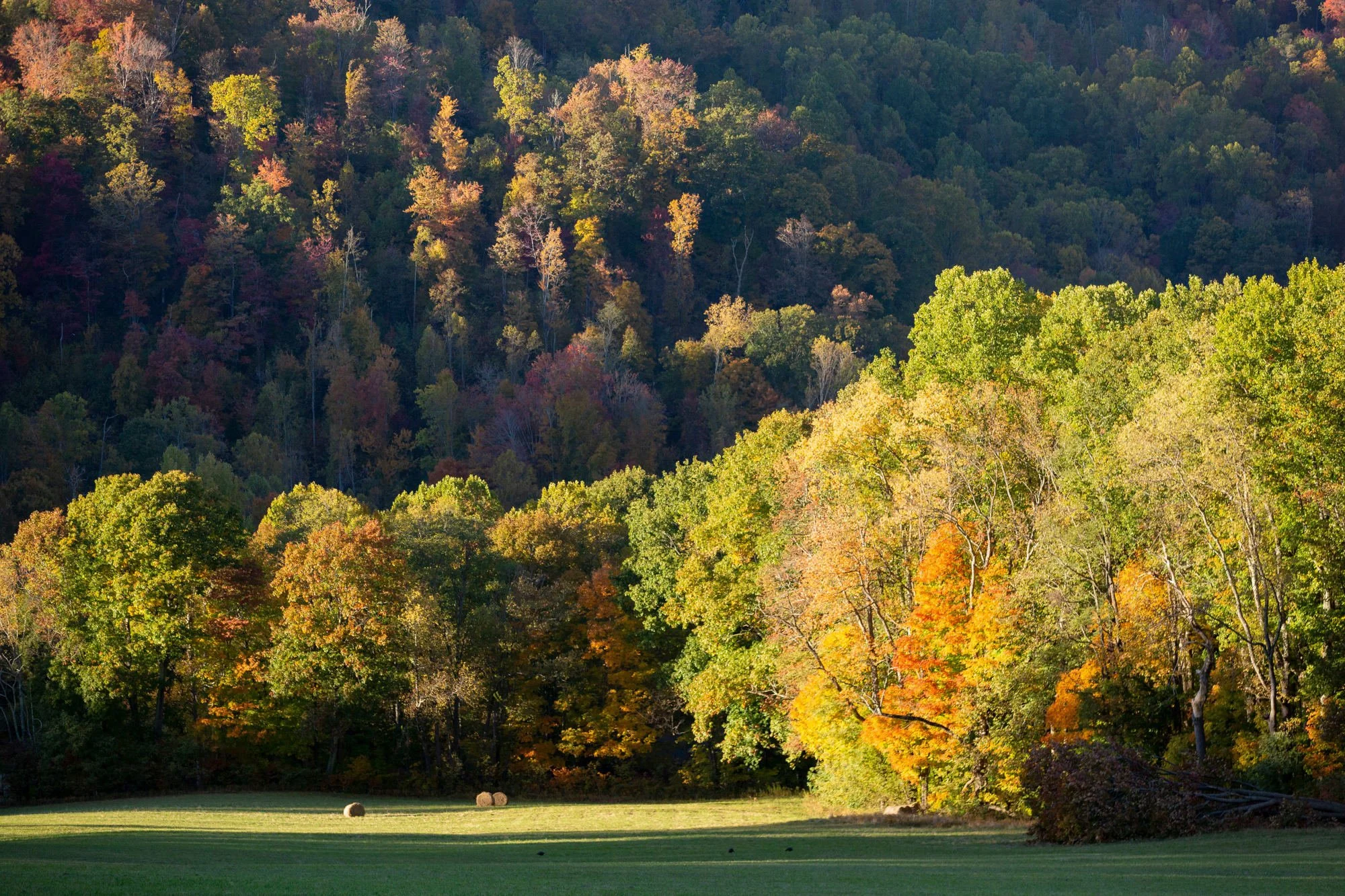 Scenic landscape of a fall forest with colorful autumn leaves, a grassy foreground, and hay bales.