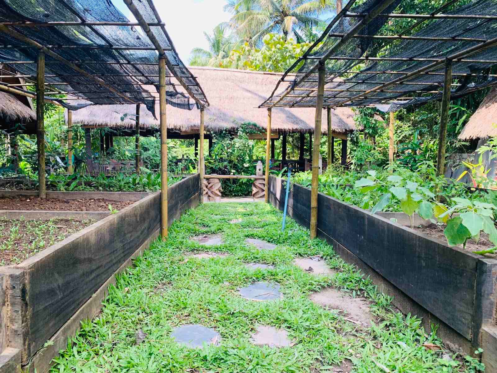 Vegetables grow on the grounds of the cooking school
