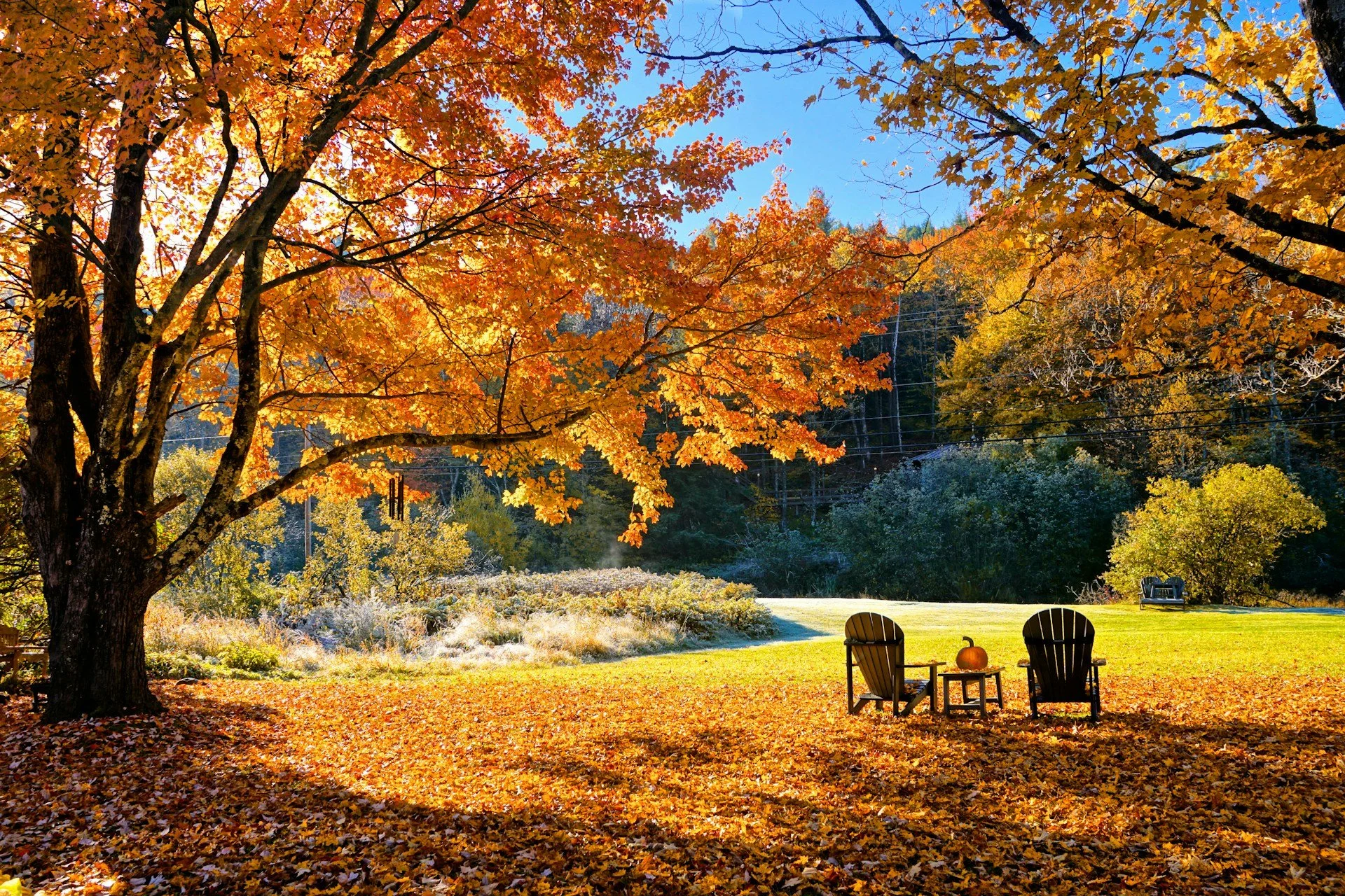 Fall Leaves