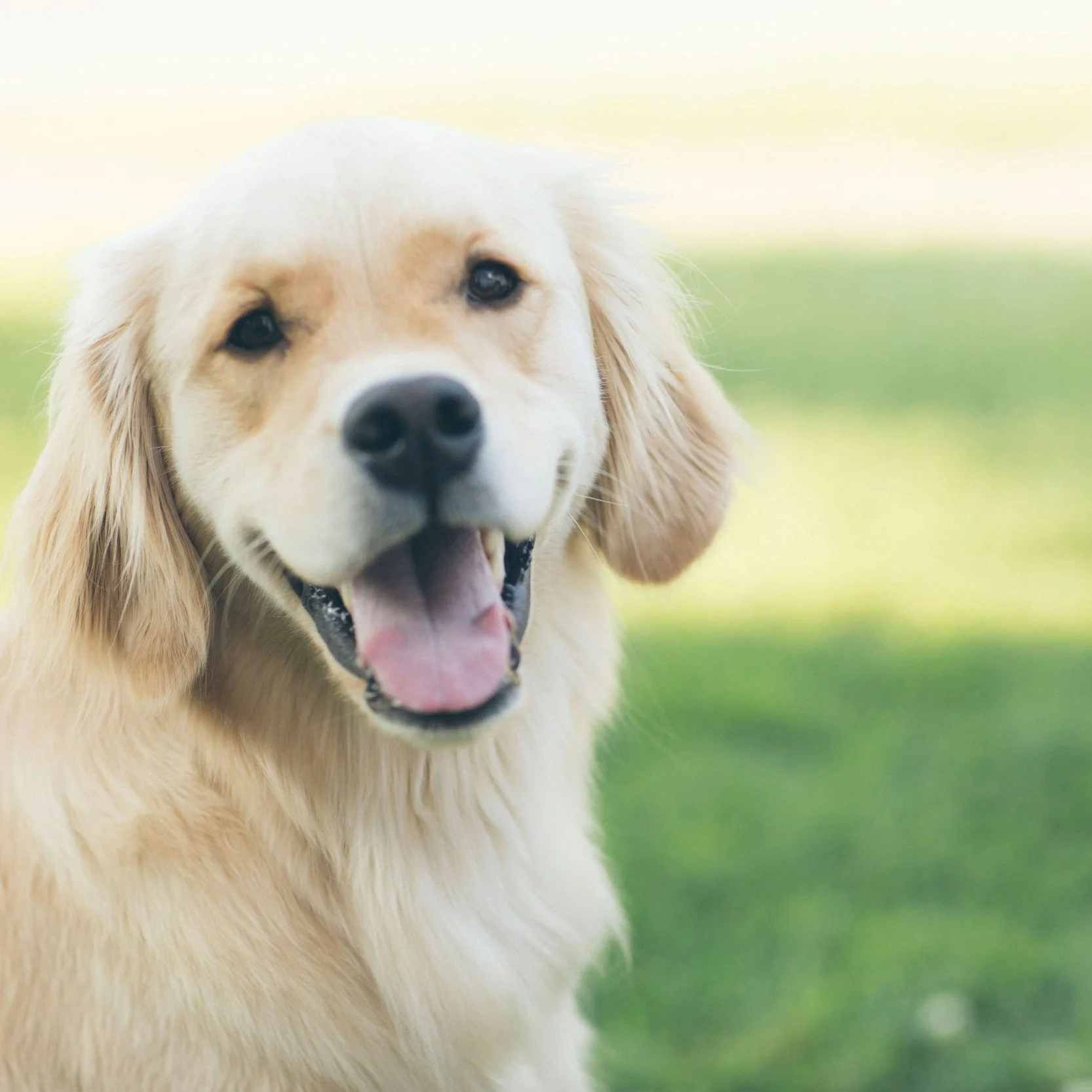 Pet-Friendly Turf Cleaning: Keeping a Lawn Safe and Fresh