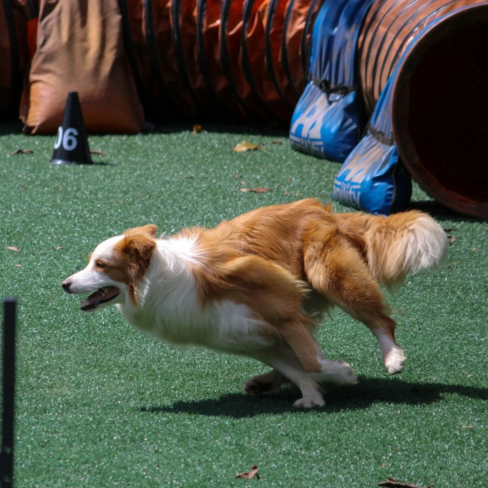 Why Synthetic Turf Is the Best Choice for Dog Runs